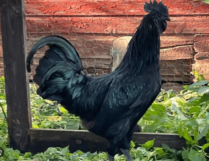 Black ayam cemani rooster standing on green grass in a yard with wooden fence and background.