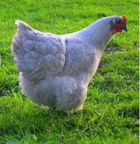 lavender maran chicken standing on green grass.