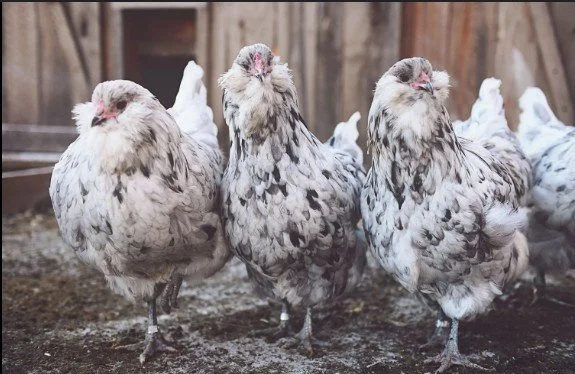 Three splash amerucuana chickens standing on dirt inside a barn or coop.