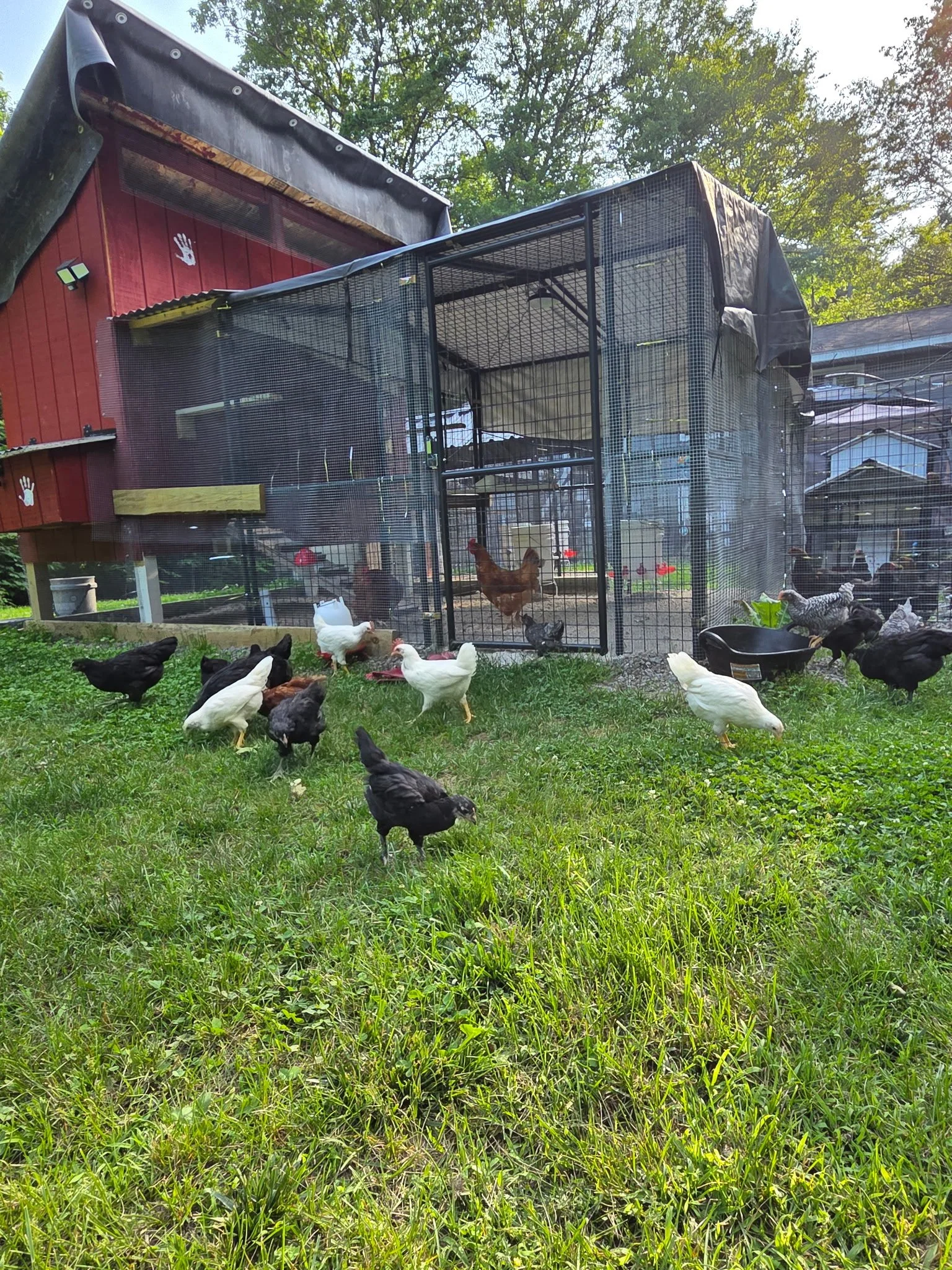 A chicken coop with a red building behind it, surrounded by a grassy yard with chickens roaming outside and inside the enclosure.