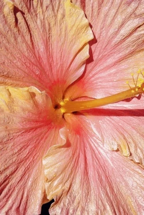 Une fleur rose pâle avec de grandes pétales et une longue pistille centrale.