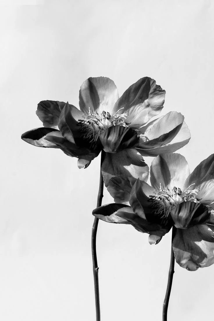 Deux fleurs en noir et blanc avec des tiges longues et minces, probablement des nénuphars ou des lotus, contre un fond clair.