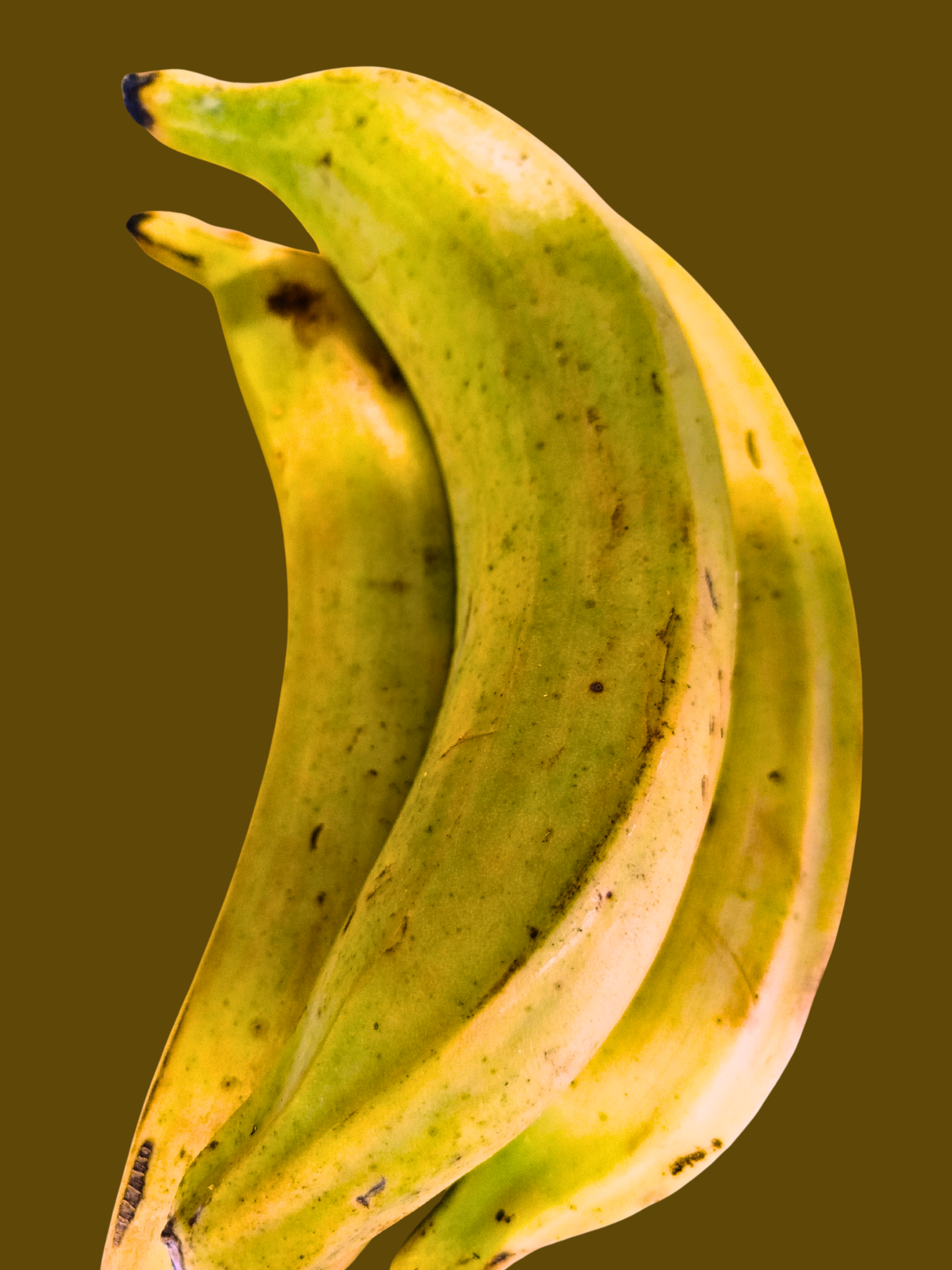 Deux bananes mûres, jaunes avec quelques taches brunes, contre un fond brun.