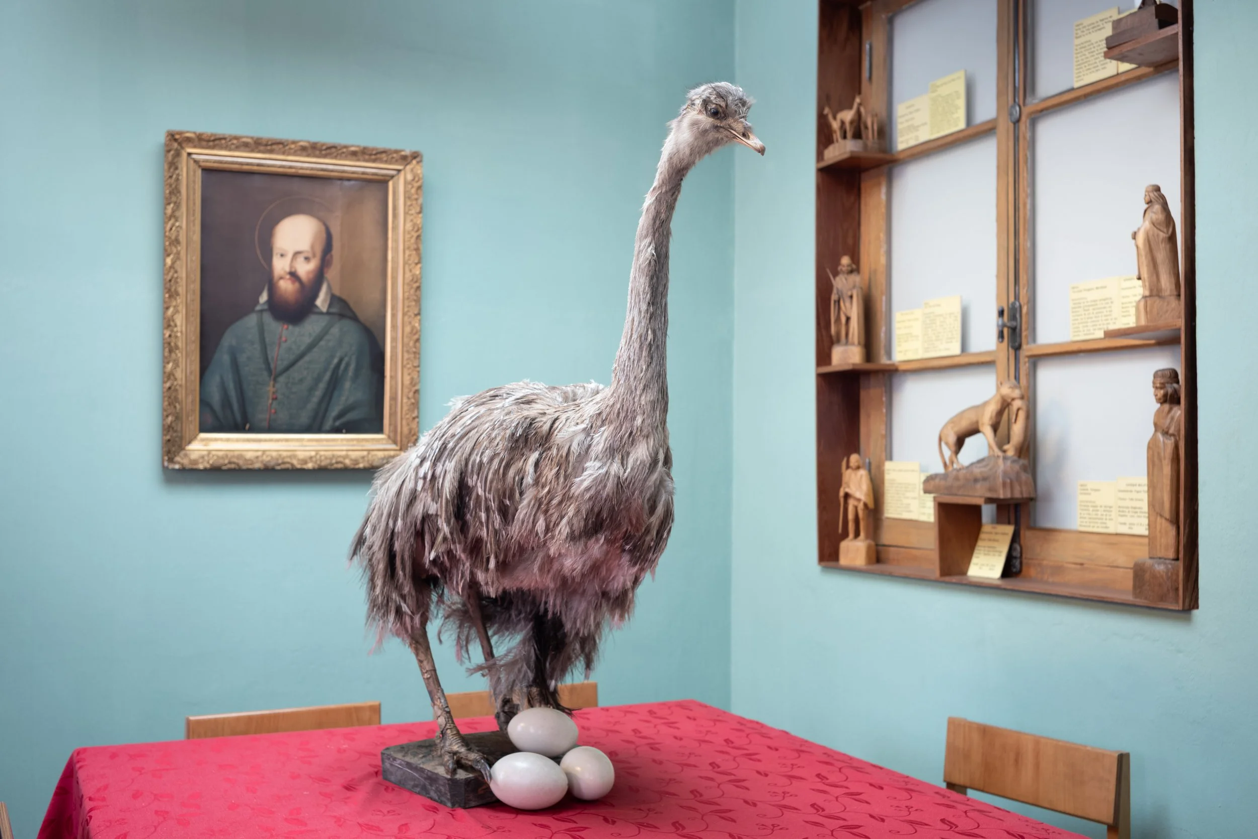 Darwin’s Rhea at Maggiorino Borgatello Museum | Finding Darwin Expedition for National Geographic (2023)