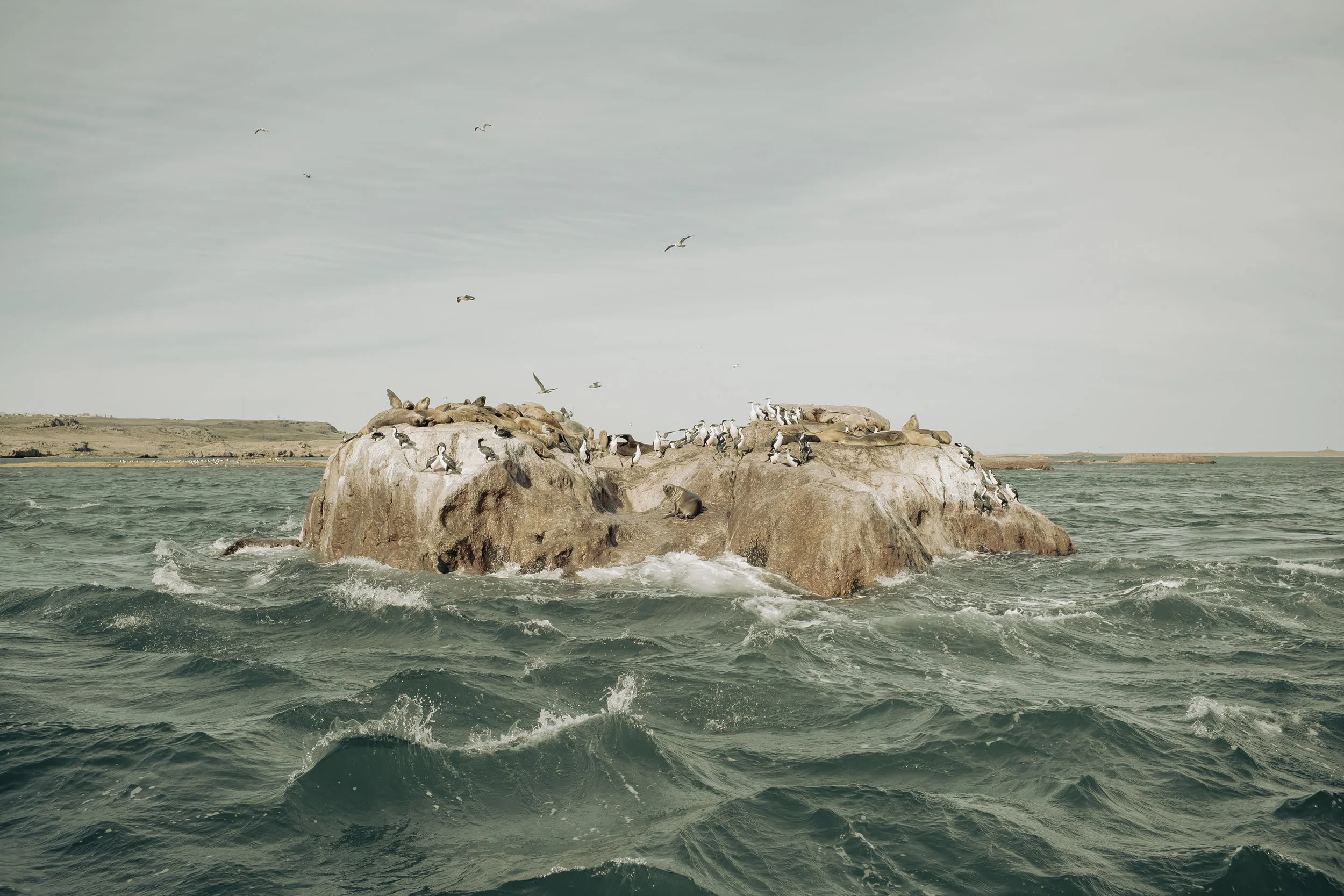 Marine Wildlife, Ría Deseado | Finding Darwin Expedition for National Geographic (2023)