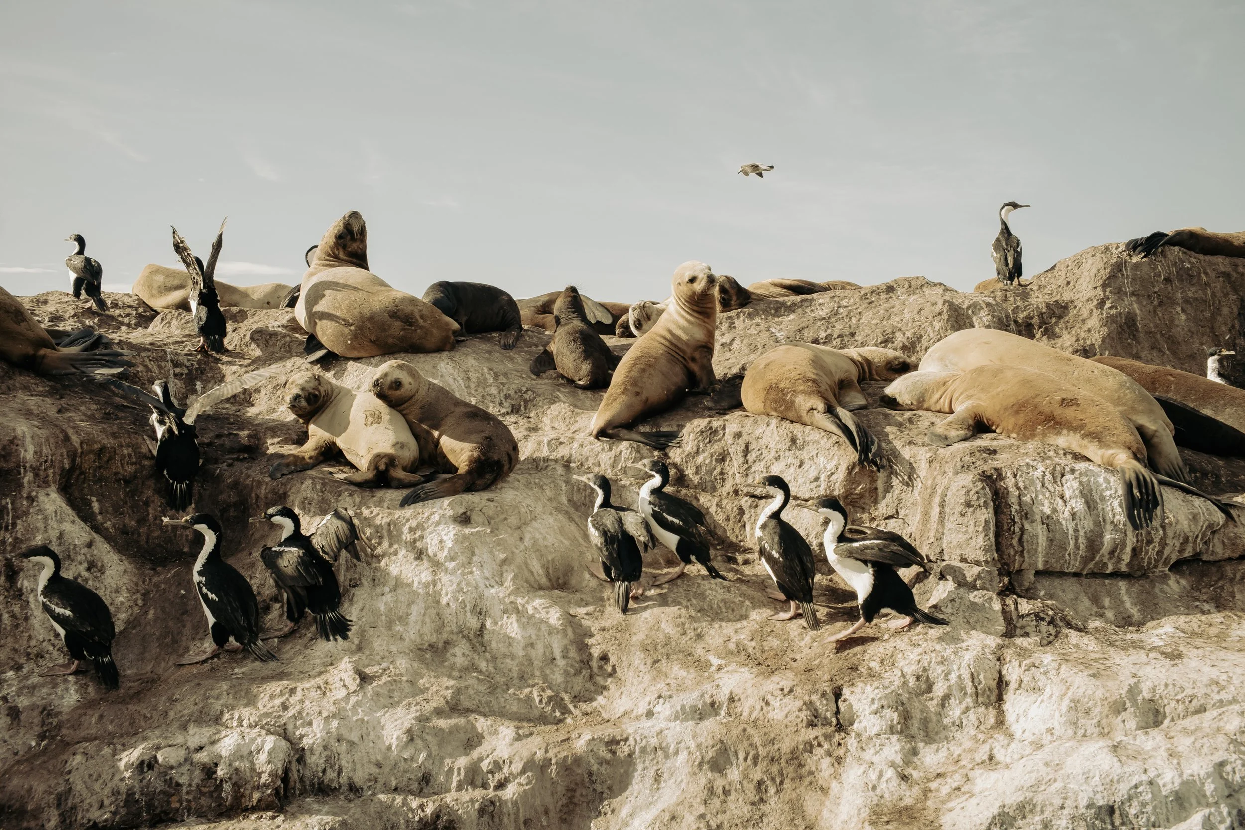 Ría Deseado, Patagonia | Finding Darwin Expedition for National Geographic (2023)
