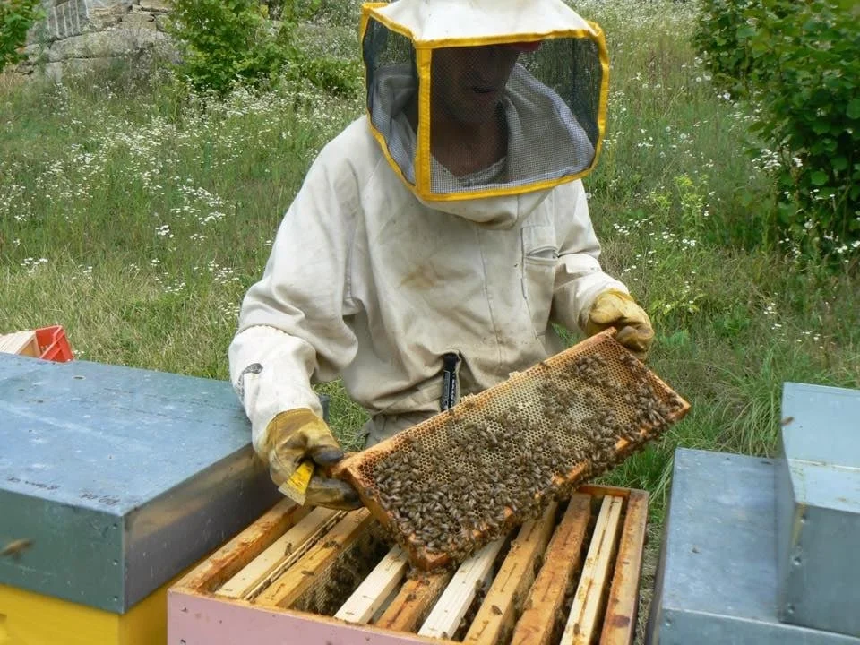 Apicoltura come simbiosi e profezia di Ivo Boggione
