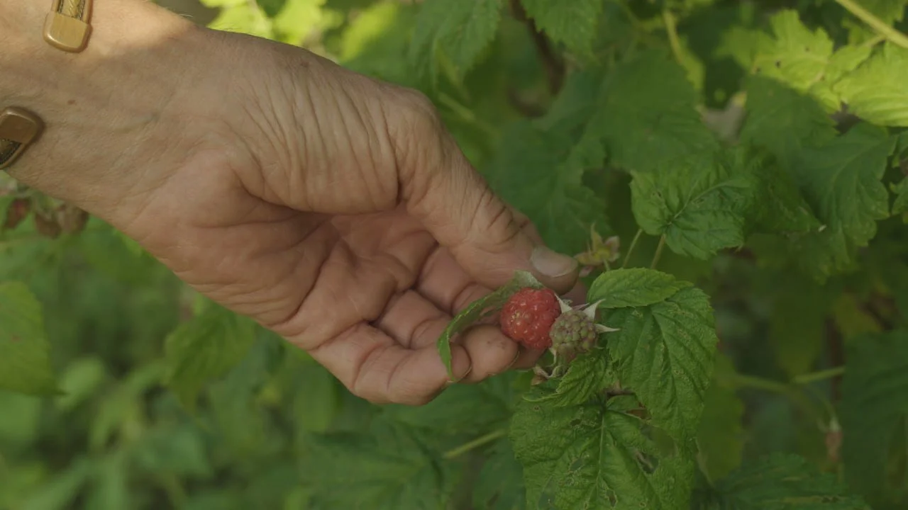Proiezione - Saperi agricoli in Alta Langa