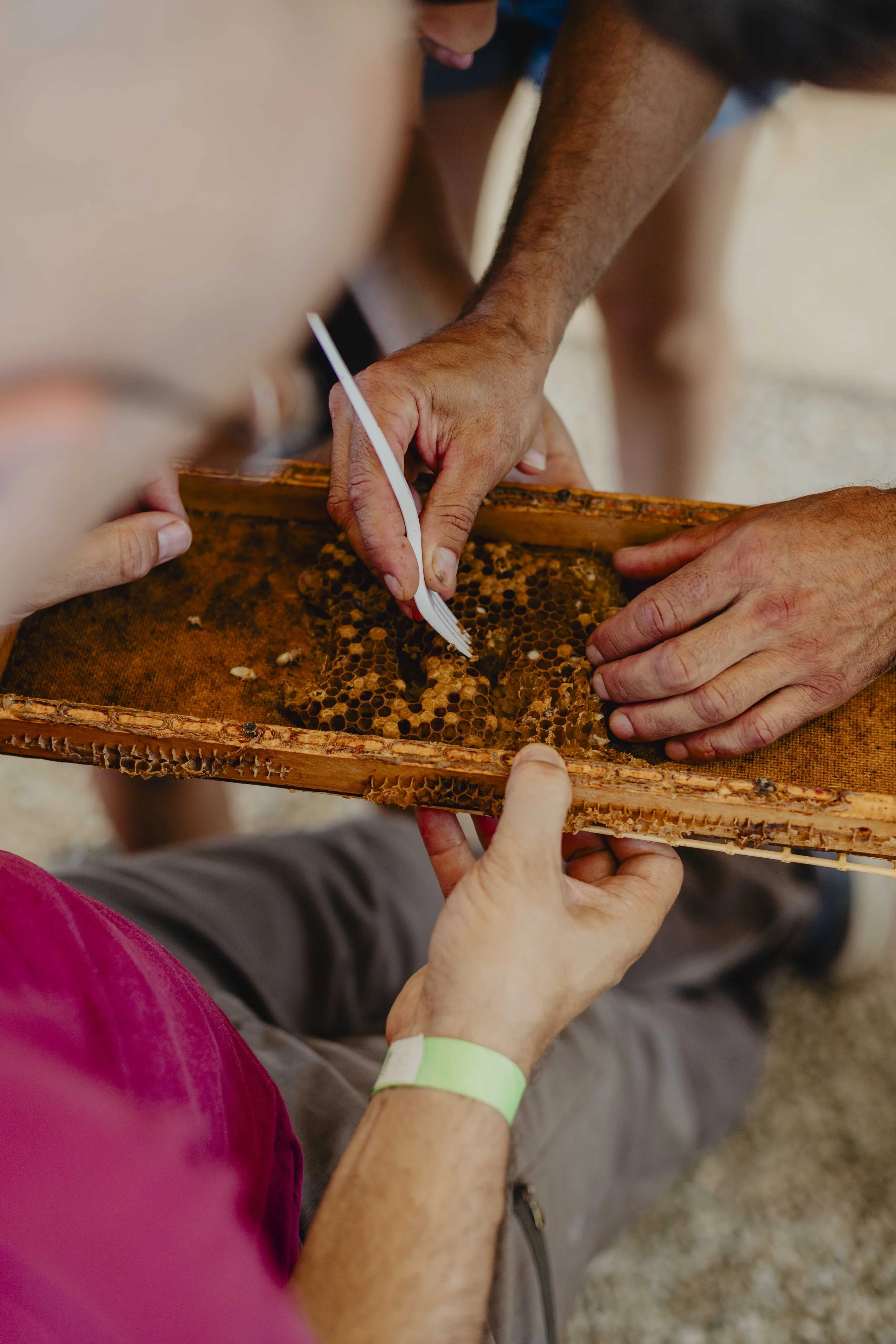 Dimostrazione pratica di ispezione dell’alveare durante il workshop di apicoltura a Bergolo
