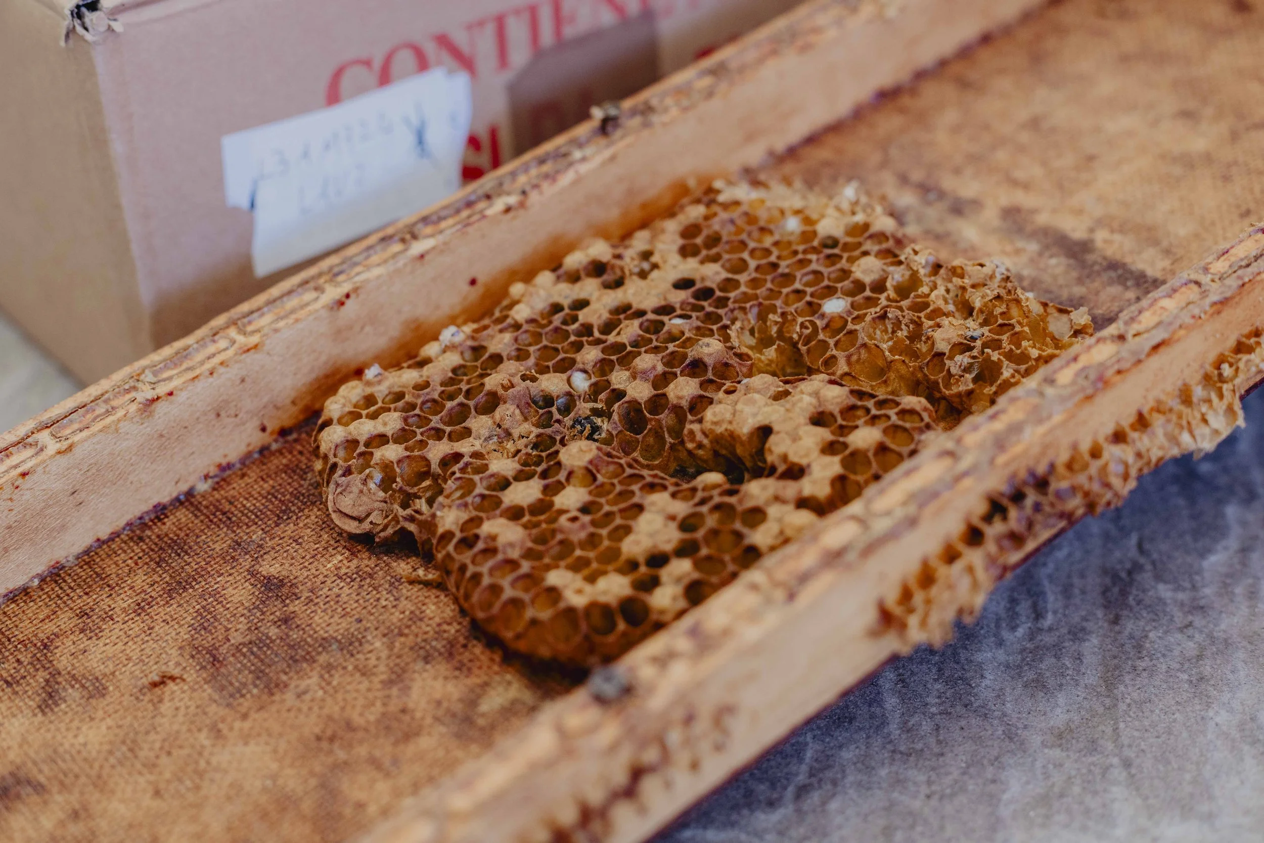 Favo didattico e arnia utilizzati nel laboratorio di apicoltura a ECOFestival