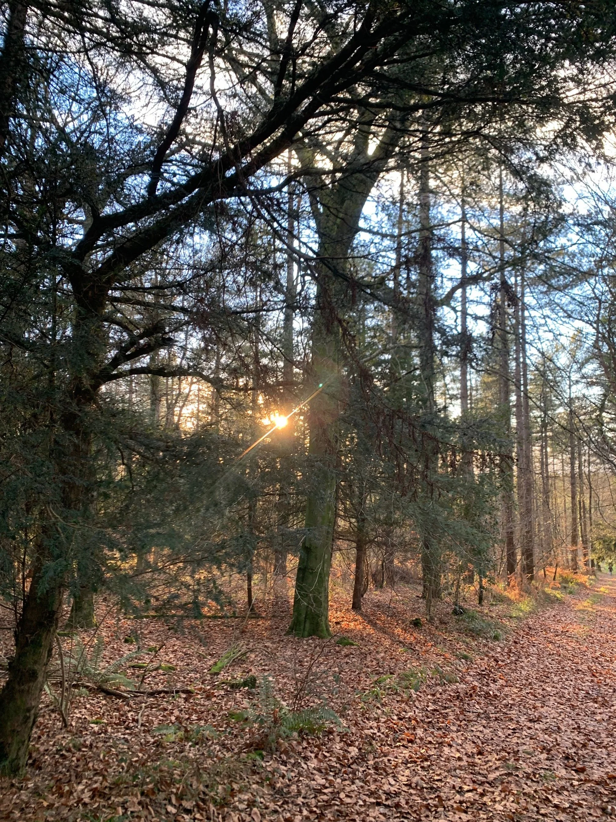 Winter Uplift @ Cowan House