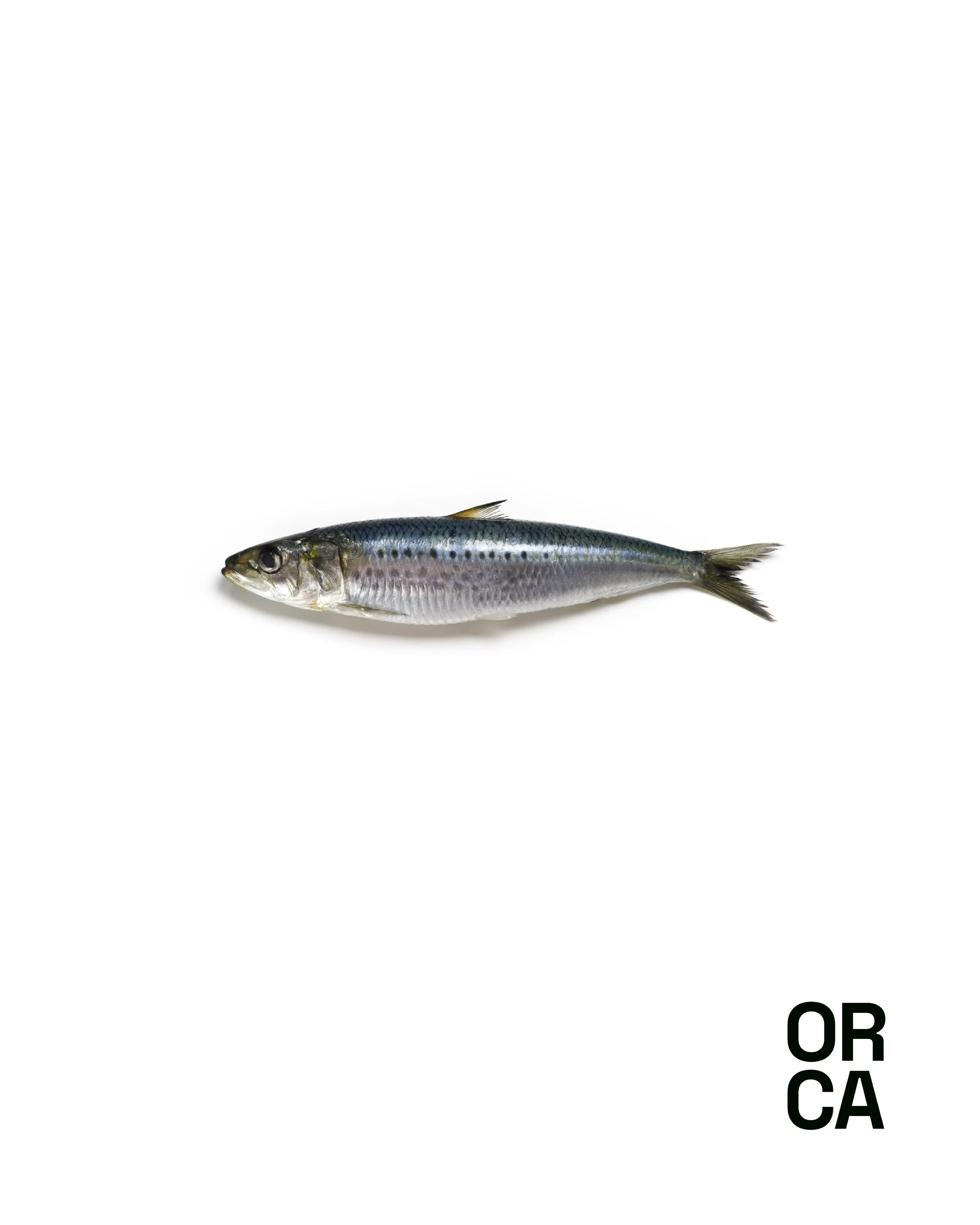 Sardine