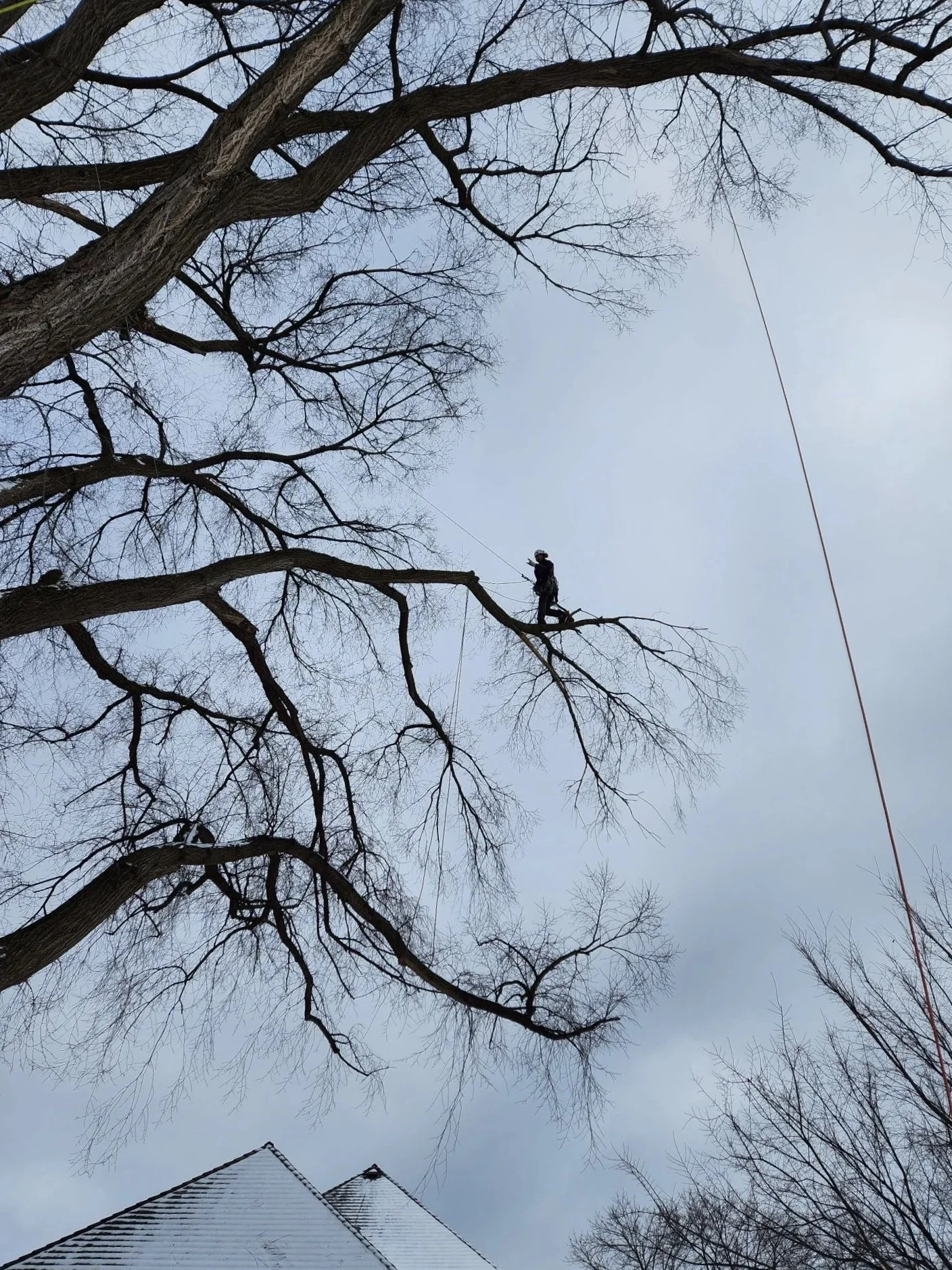 Large elm pruning