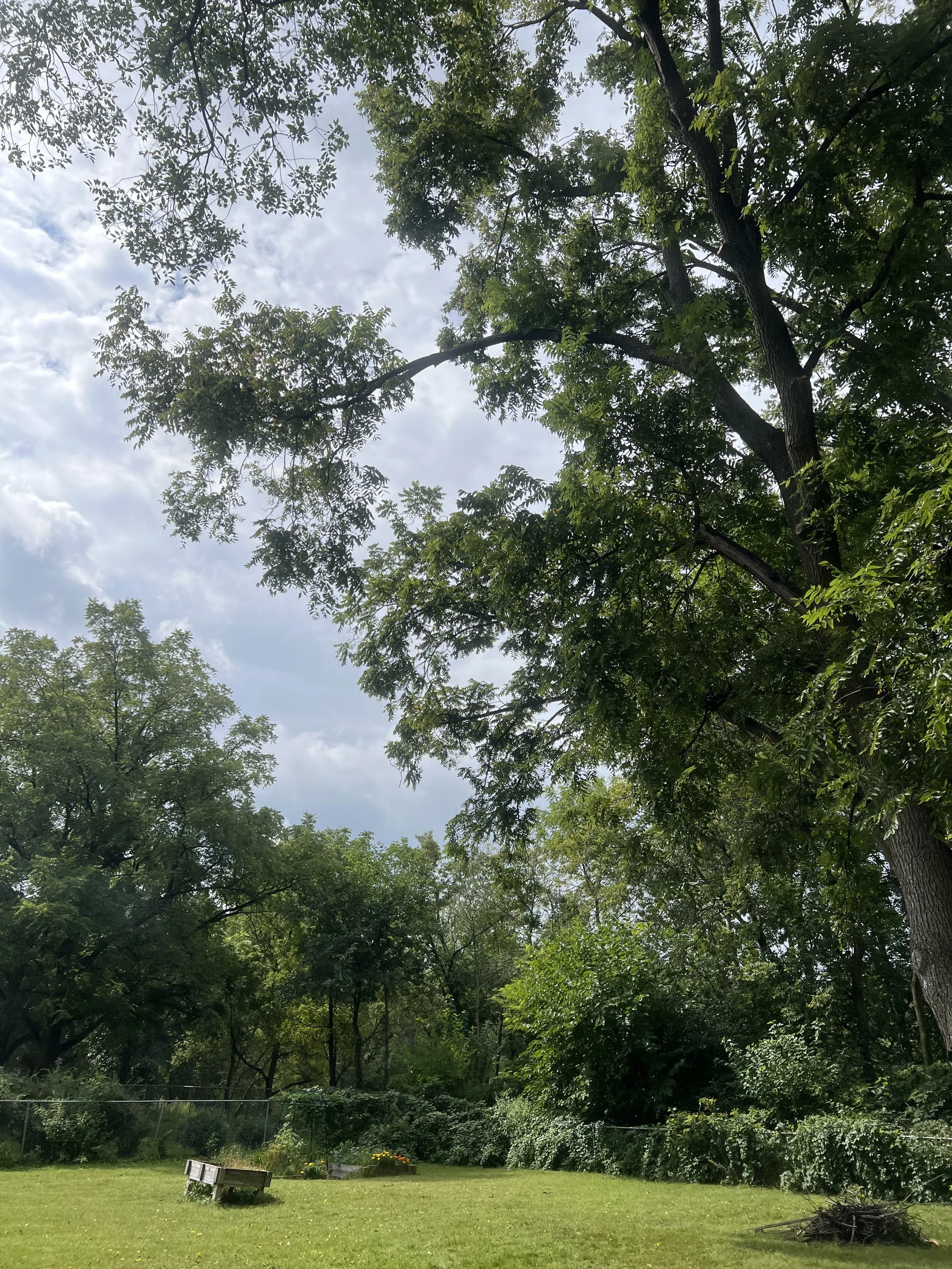 After: reducing end weight on a black walnut