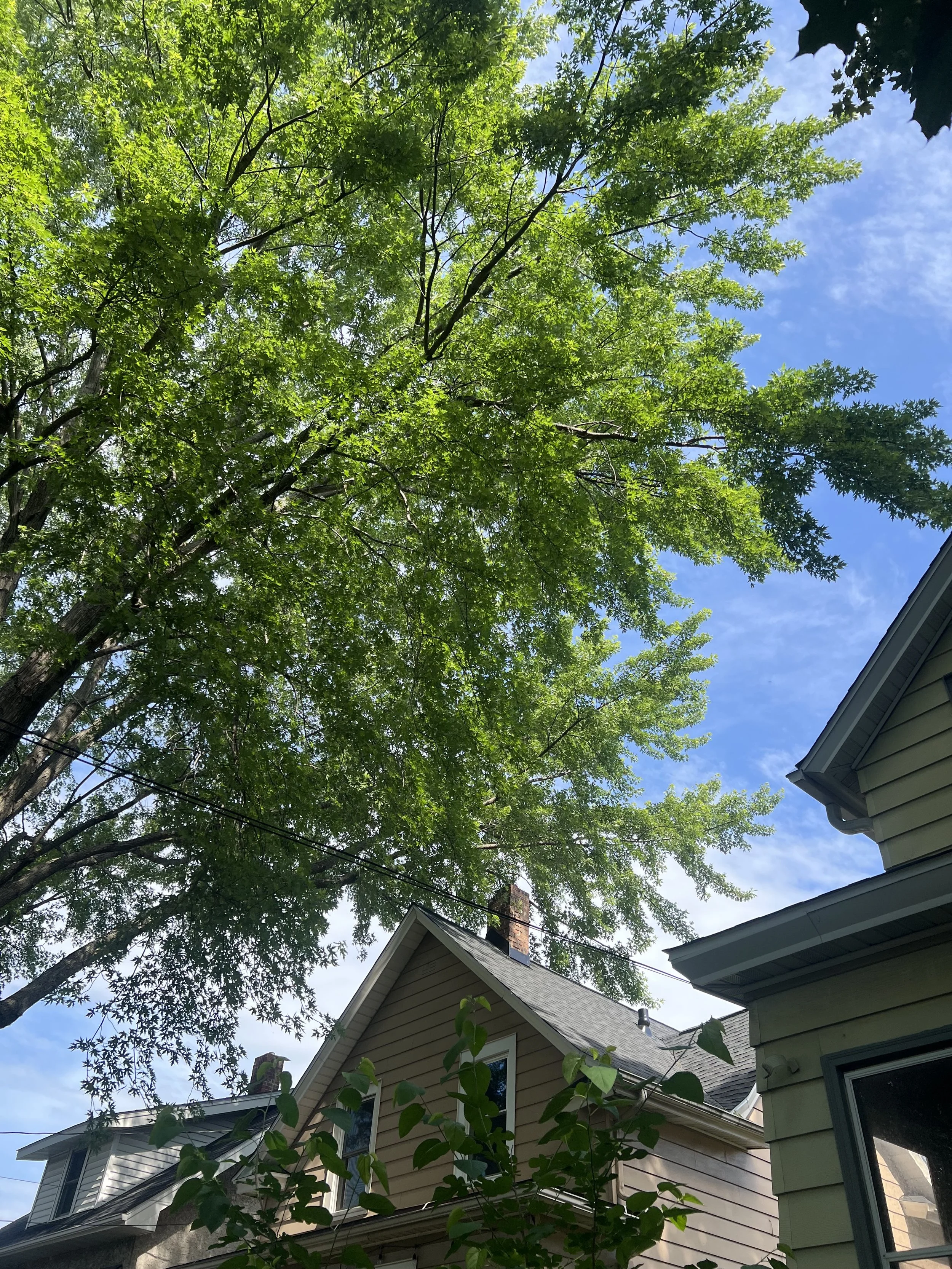 Before: another silver maple reduction prune