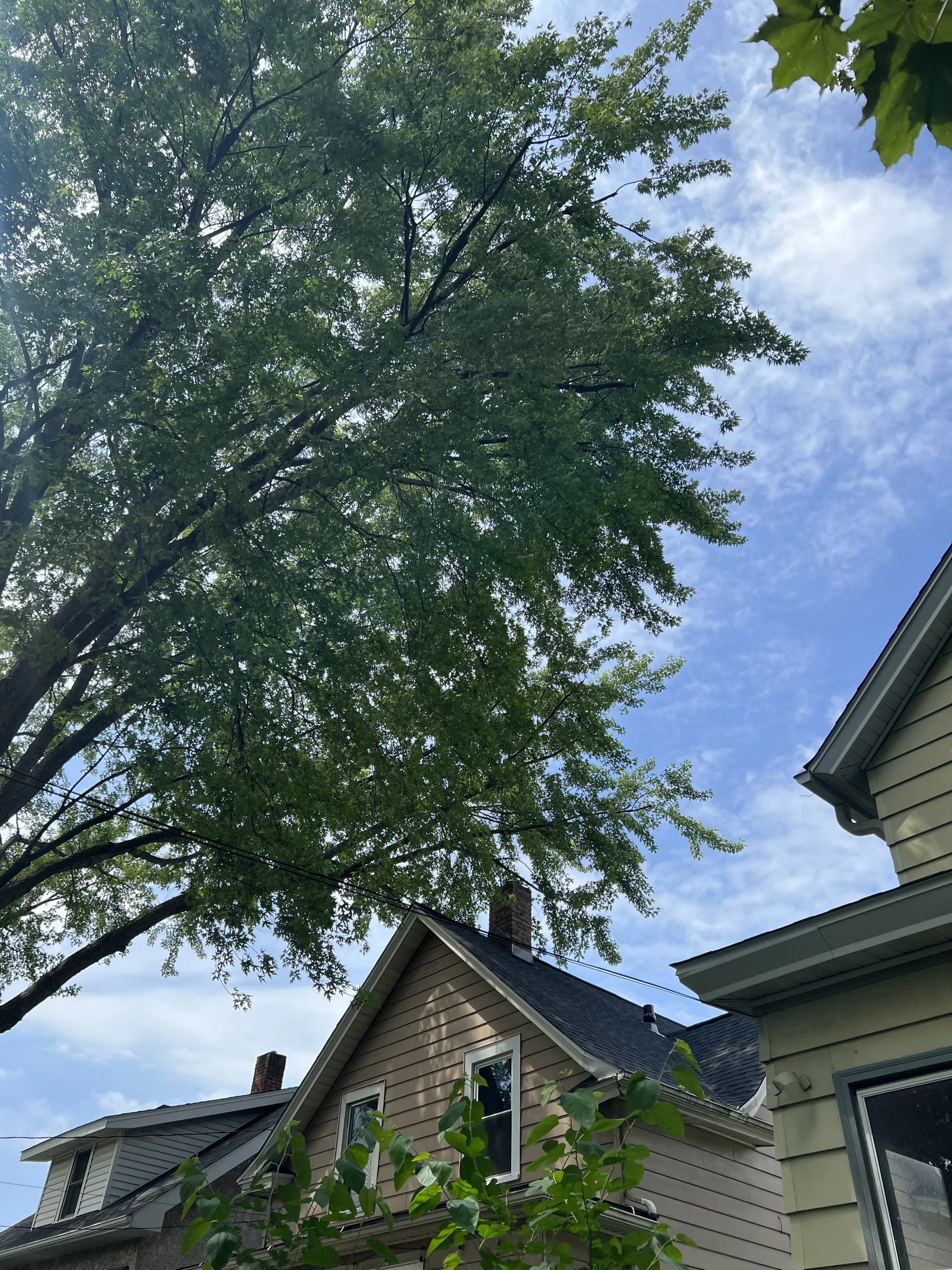 After: another silver maple reduction prune