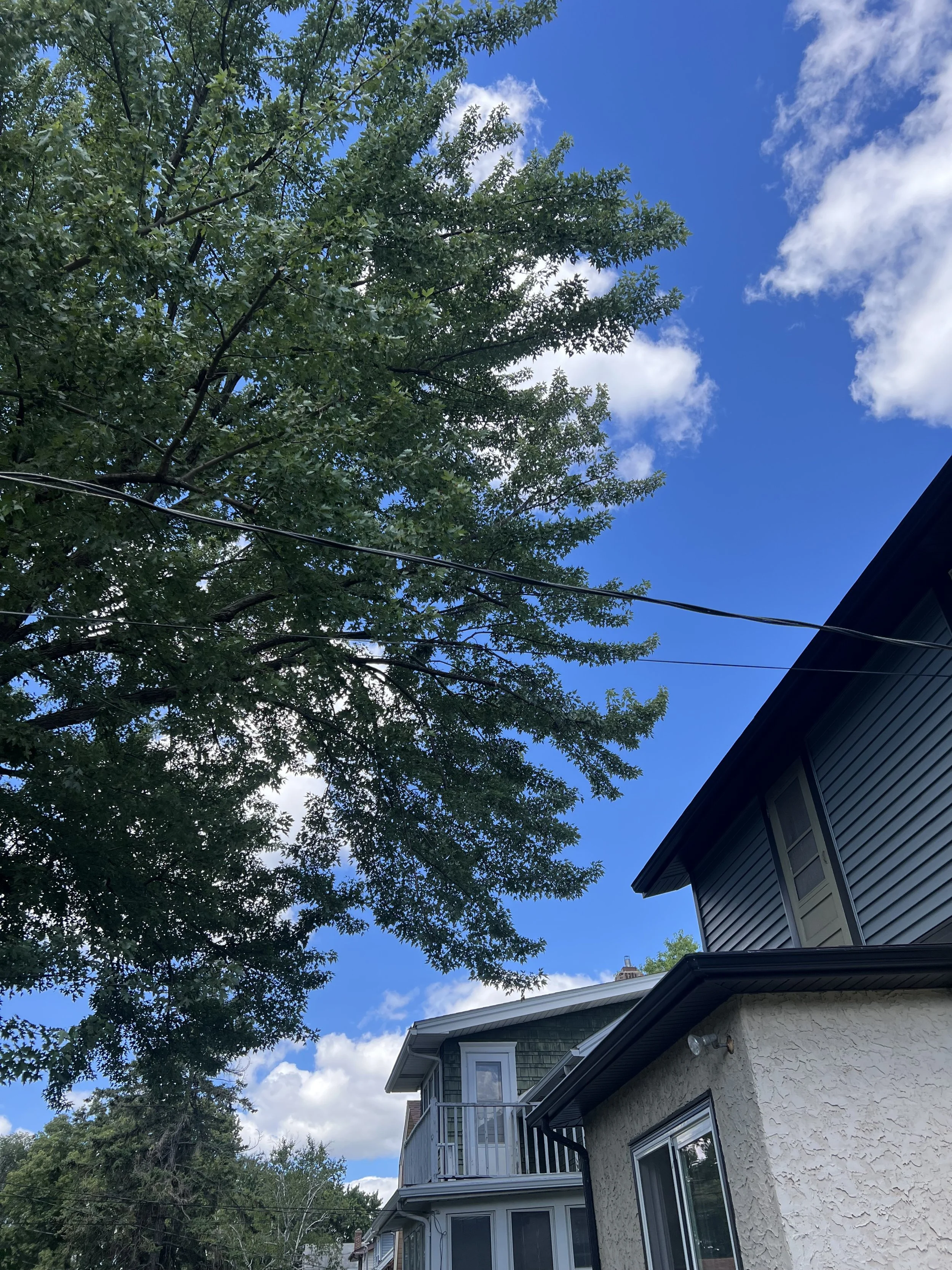 After: silver maple reduction pruning