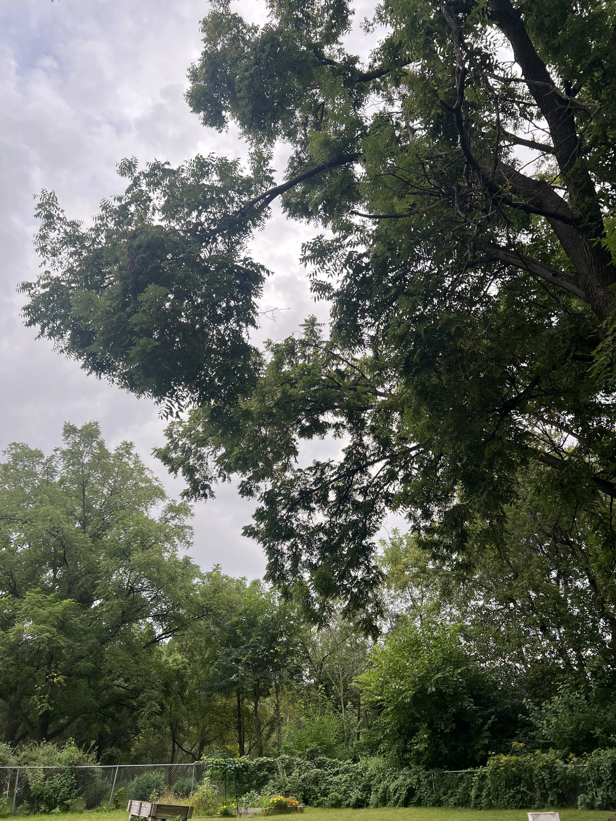 Before: reducing end weight on a black walnut