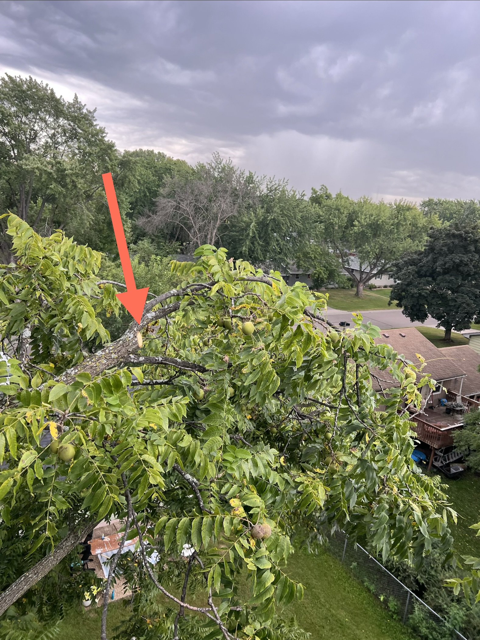 Pruning where it should be done... in the outer canopy