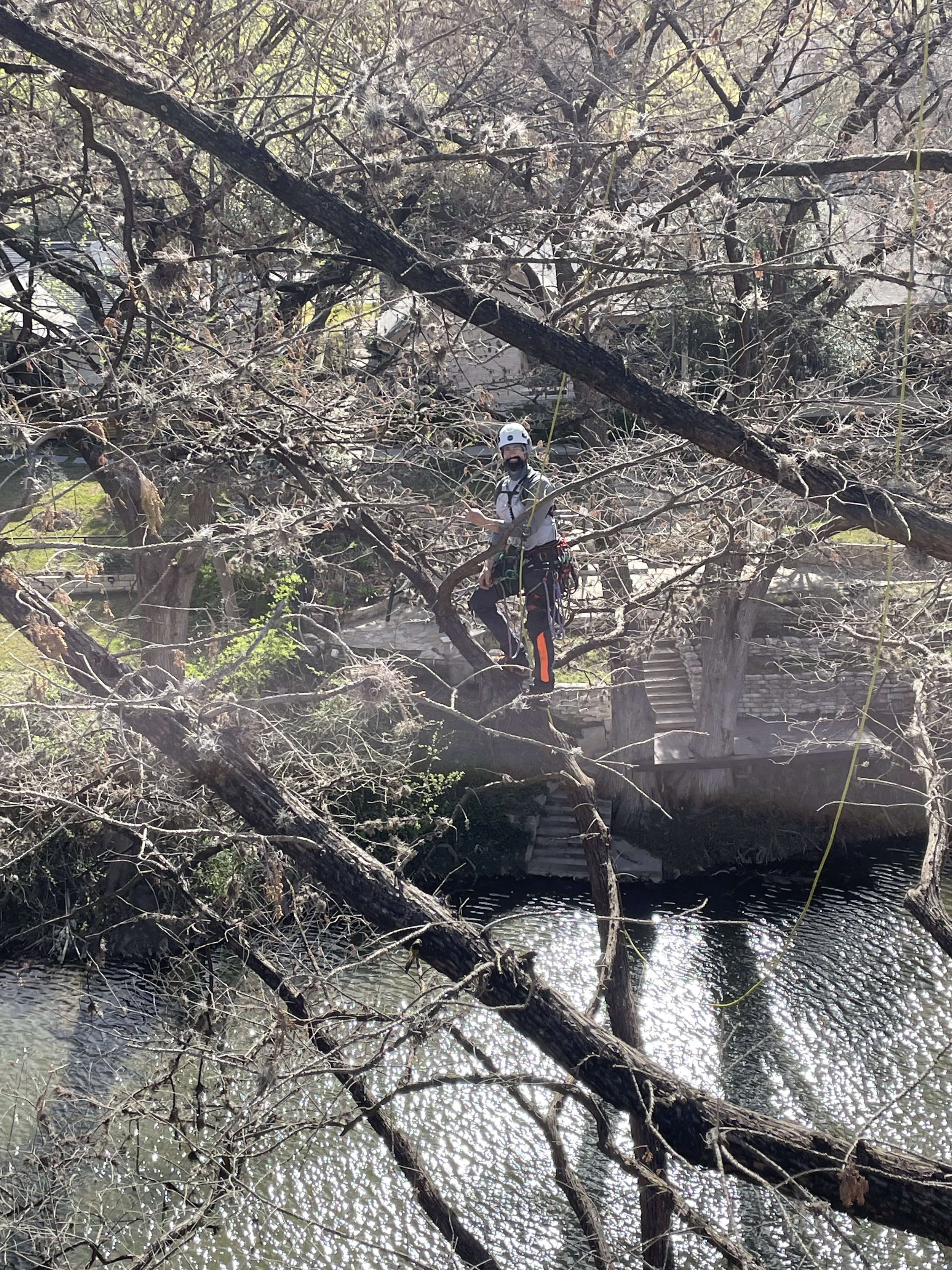 Pruning a large bald cypress in Texas