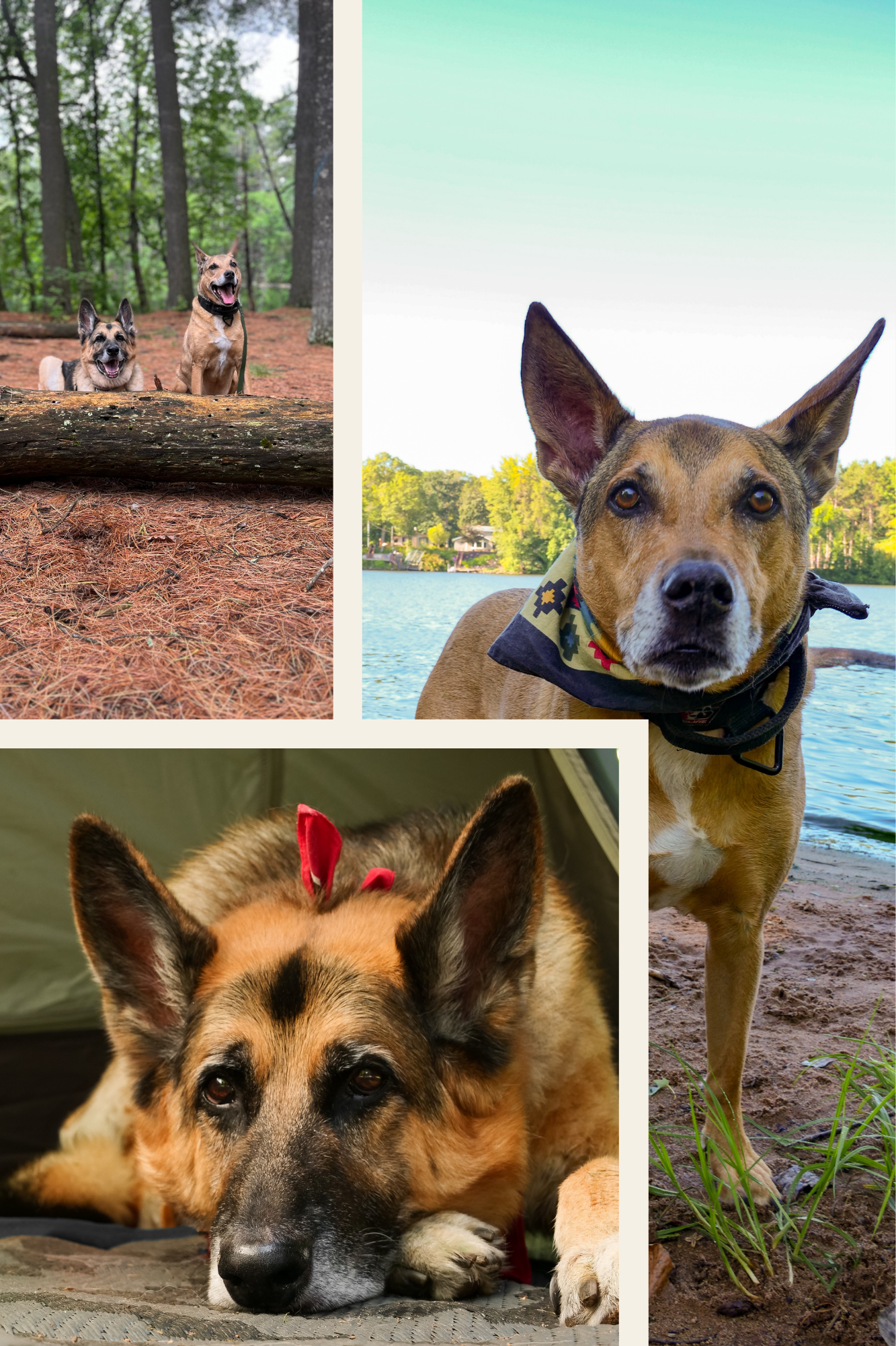 Collage of dogs, including a German Shepherd lying on the ground, a large dog with erect ears near a lake, and two dogs in a forest setting.