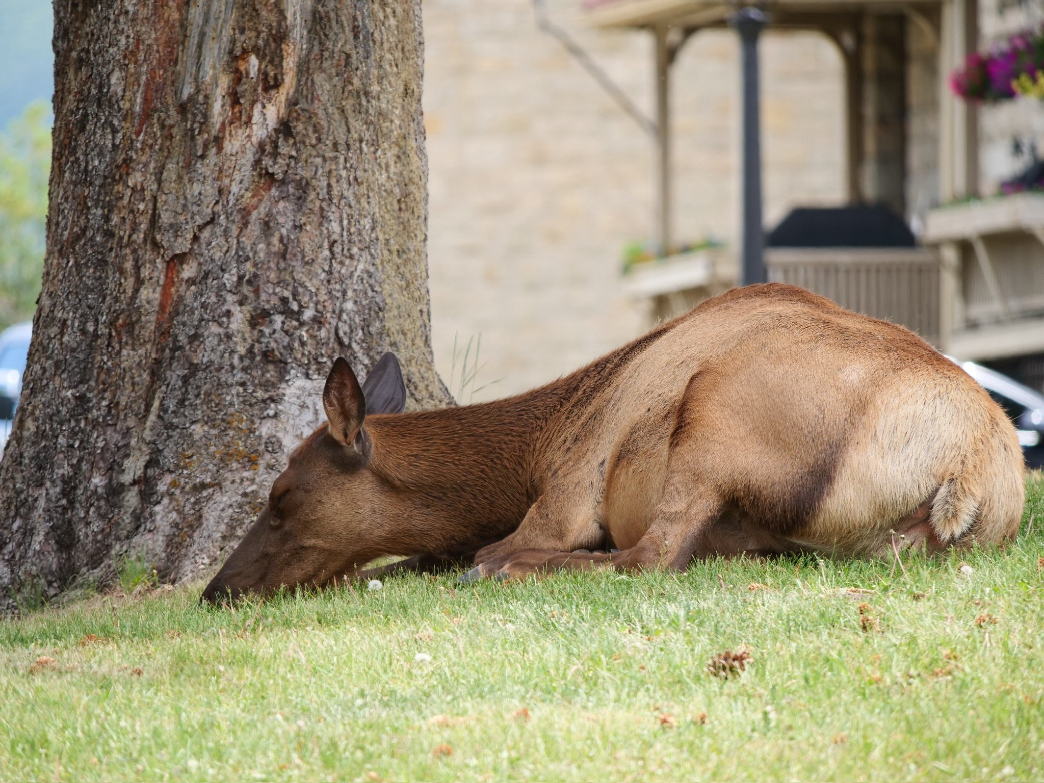An elk lying on green grass under a large tree with a thick bark. In the background, there are blurred buildings, a porch, and colorful hanging flower baskets.