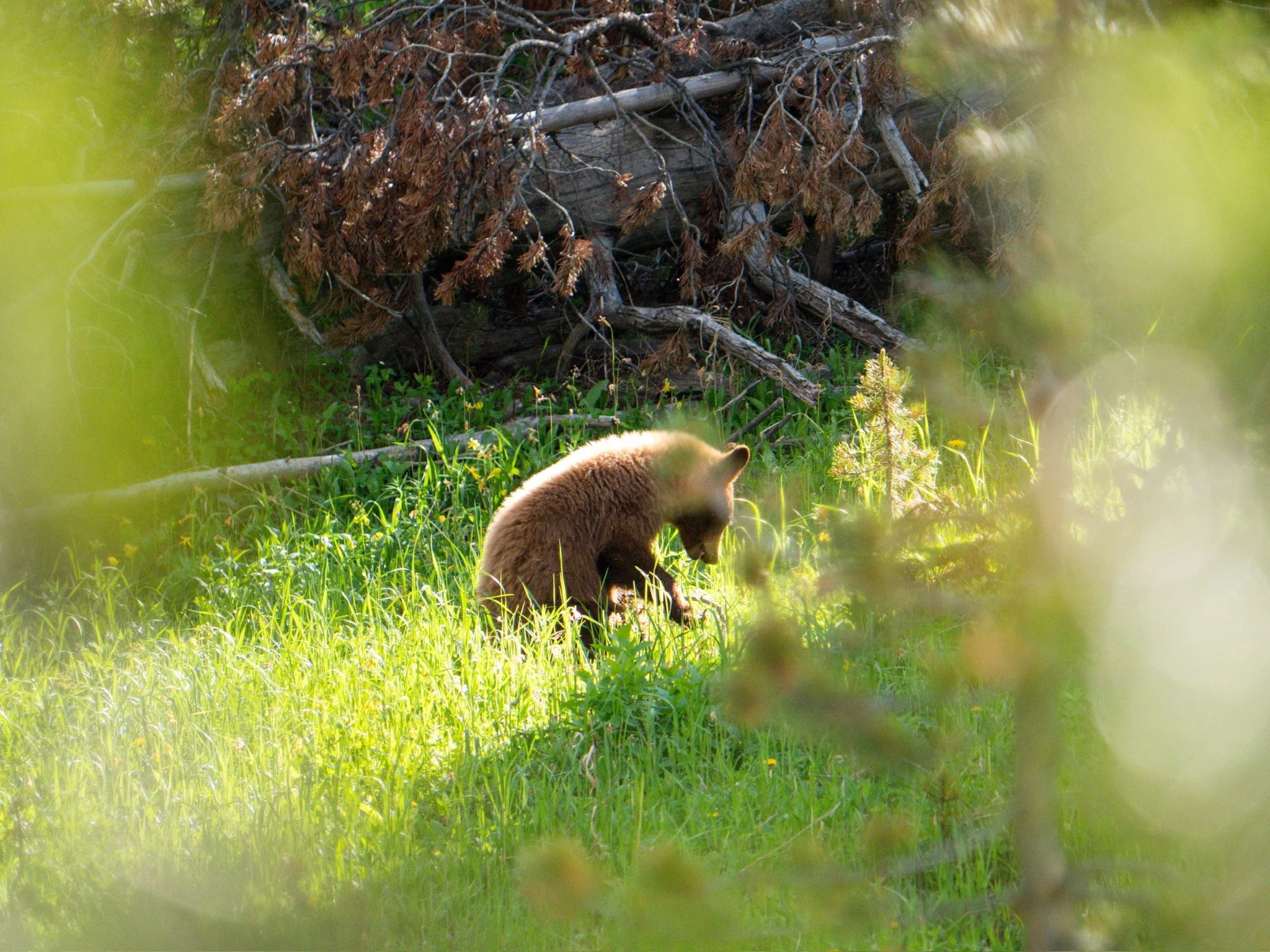 Young bear in the forest, surrounded by green grass and trees, with a large nest made of sticks and branches in the background.