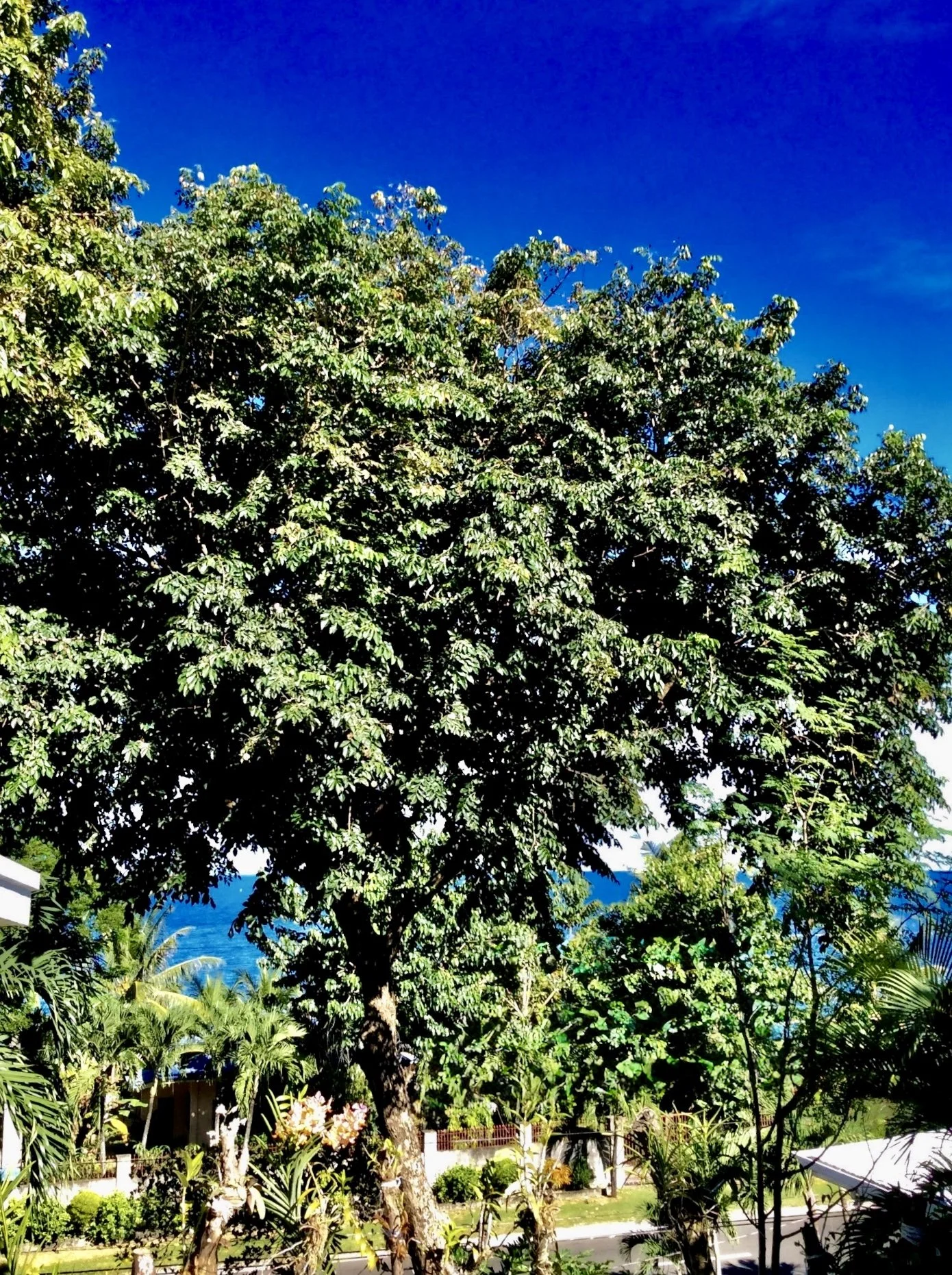 Ocean view from property with green trees