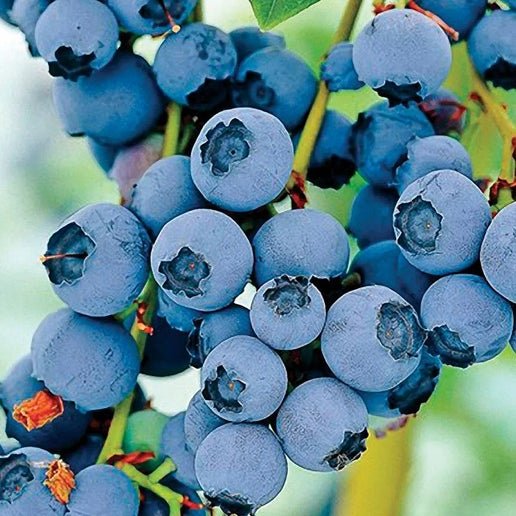 Razz-Blueberry