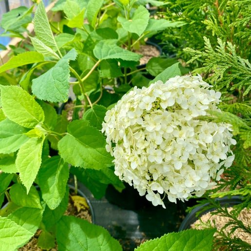 Close up of Annabelle Hydrangea bloom