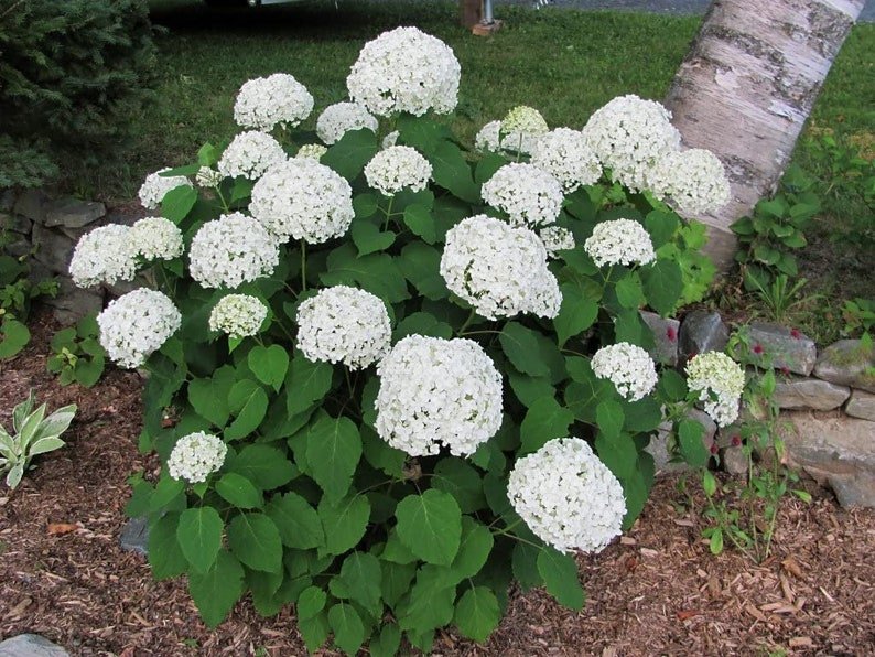 Annabelle hydrangea showing off in the garden