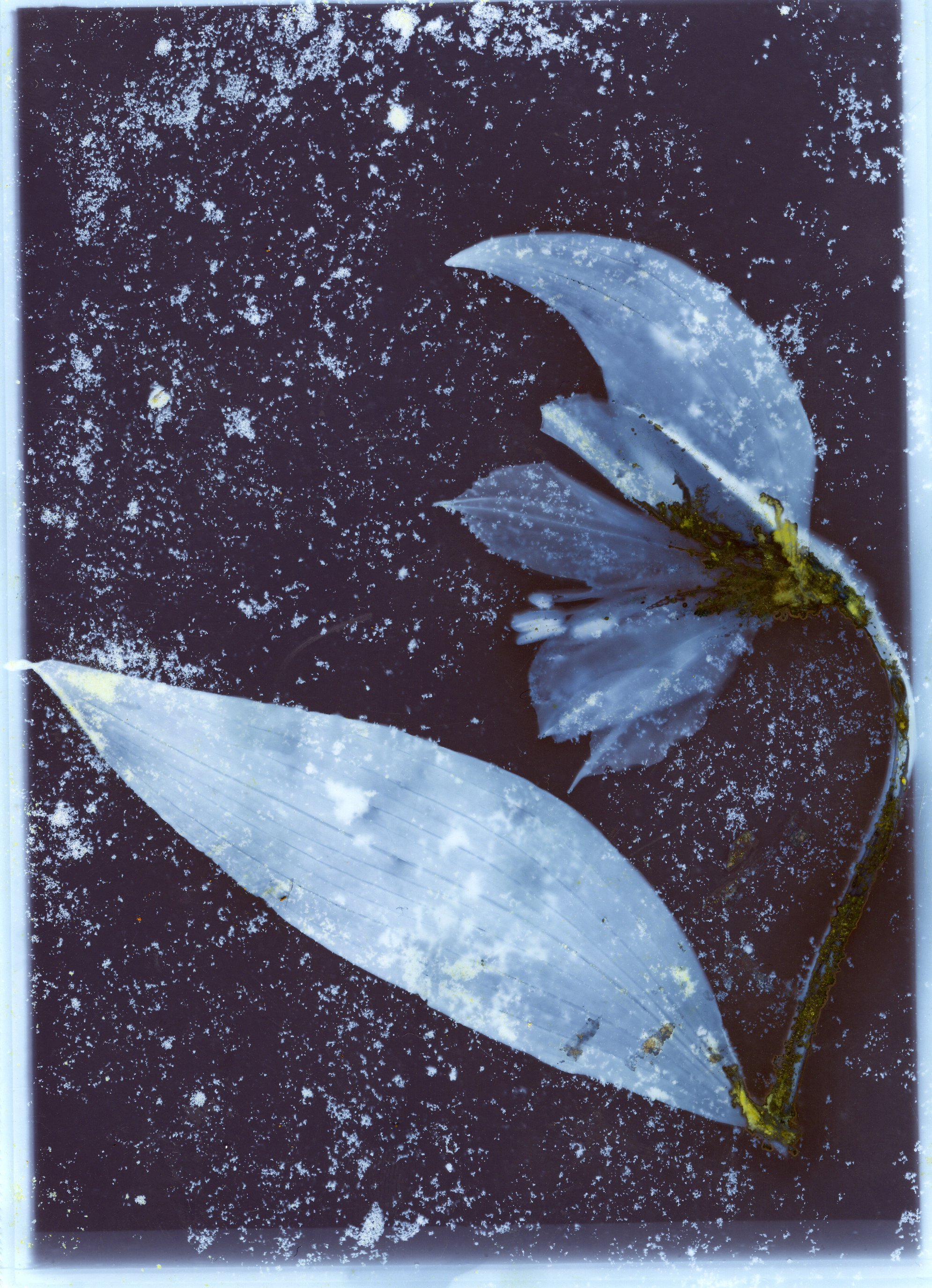 Stargazer; 2024