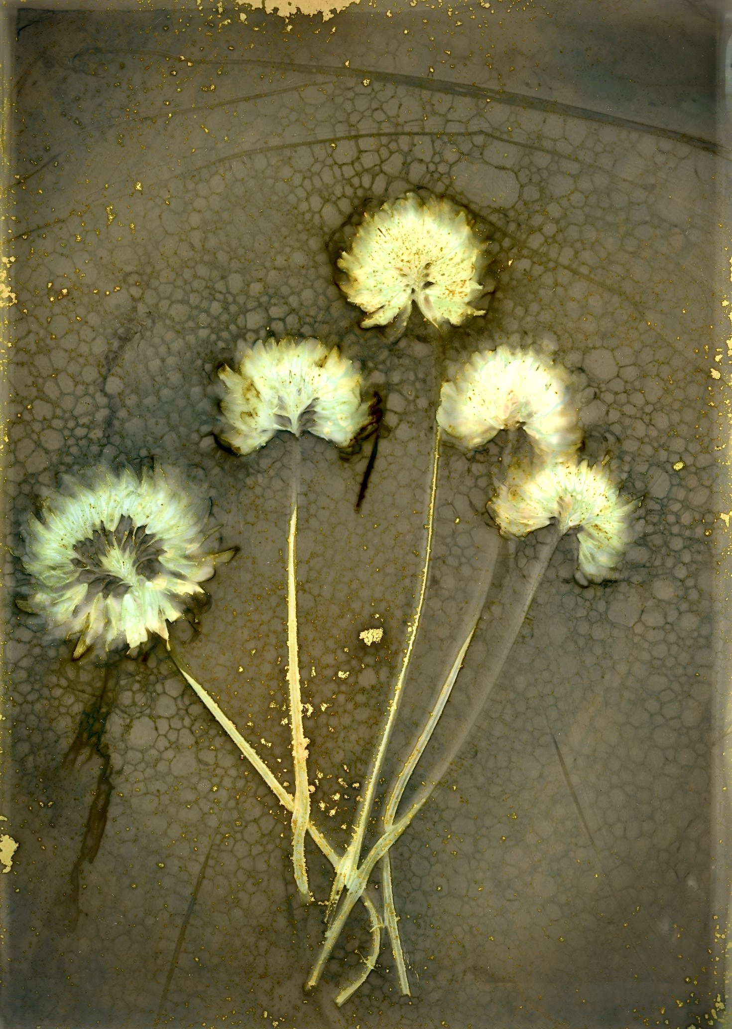 White Clovers (Trifolium repens); 2024
