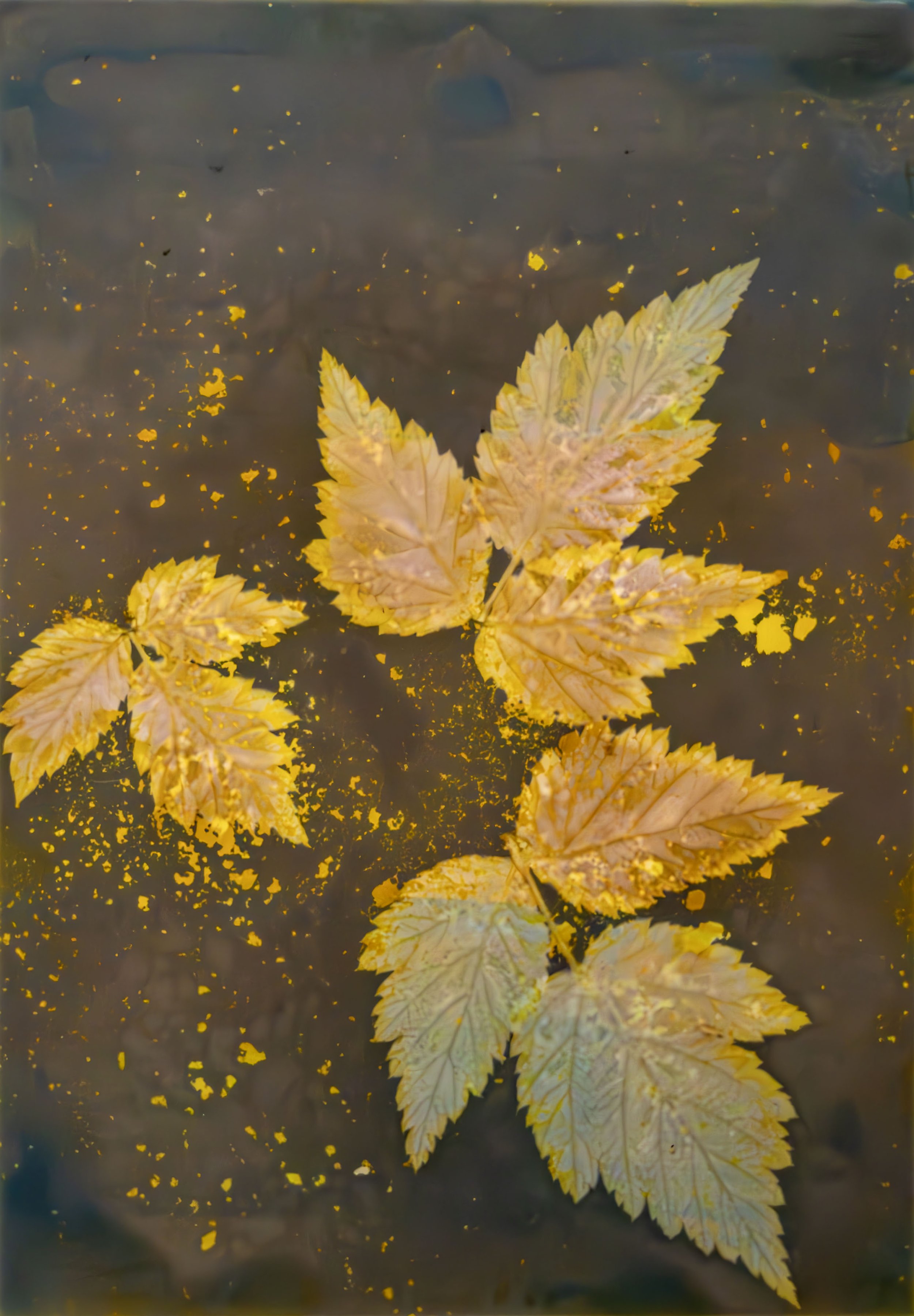 American Red Raspberry (Rubus strigosus); 2024