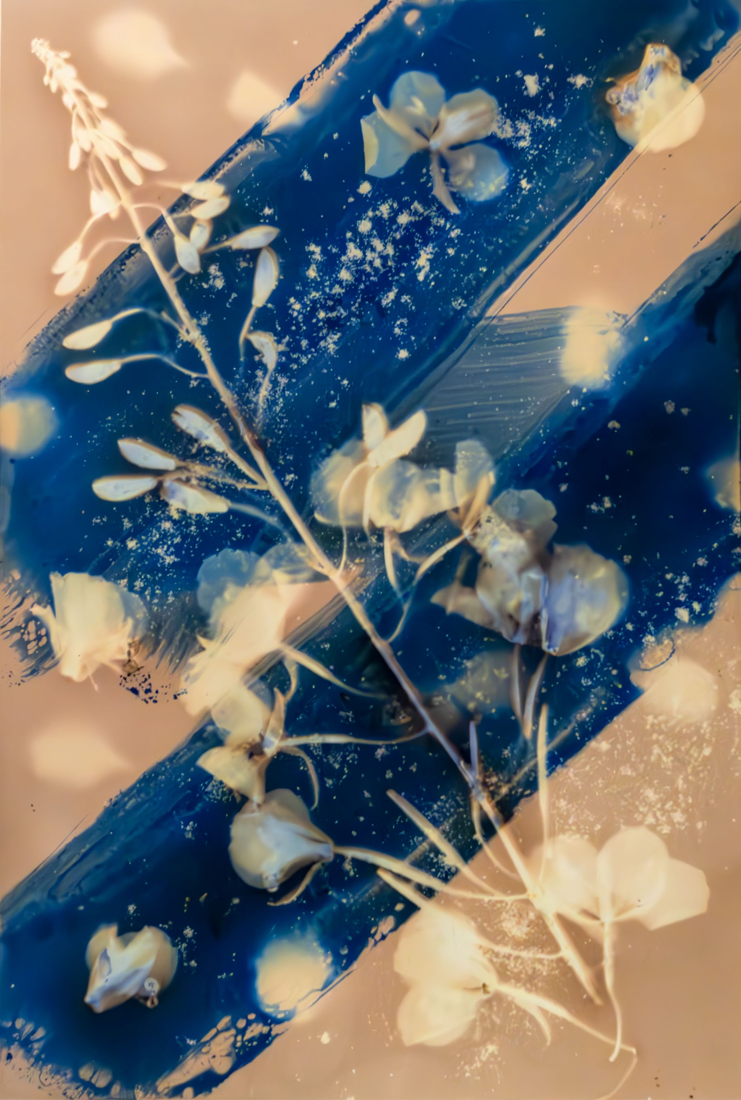 Fireweed (Chamaenerion angustifolium); 2024