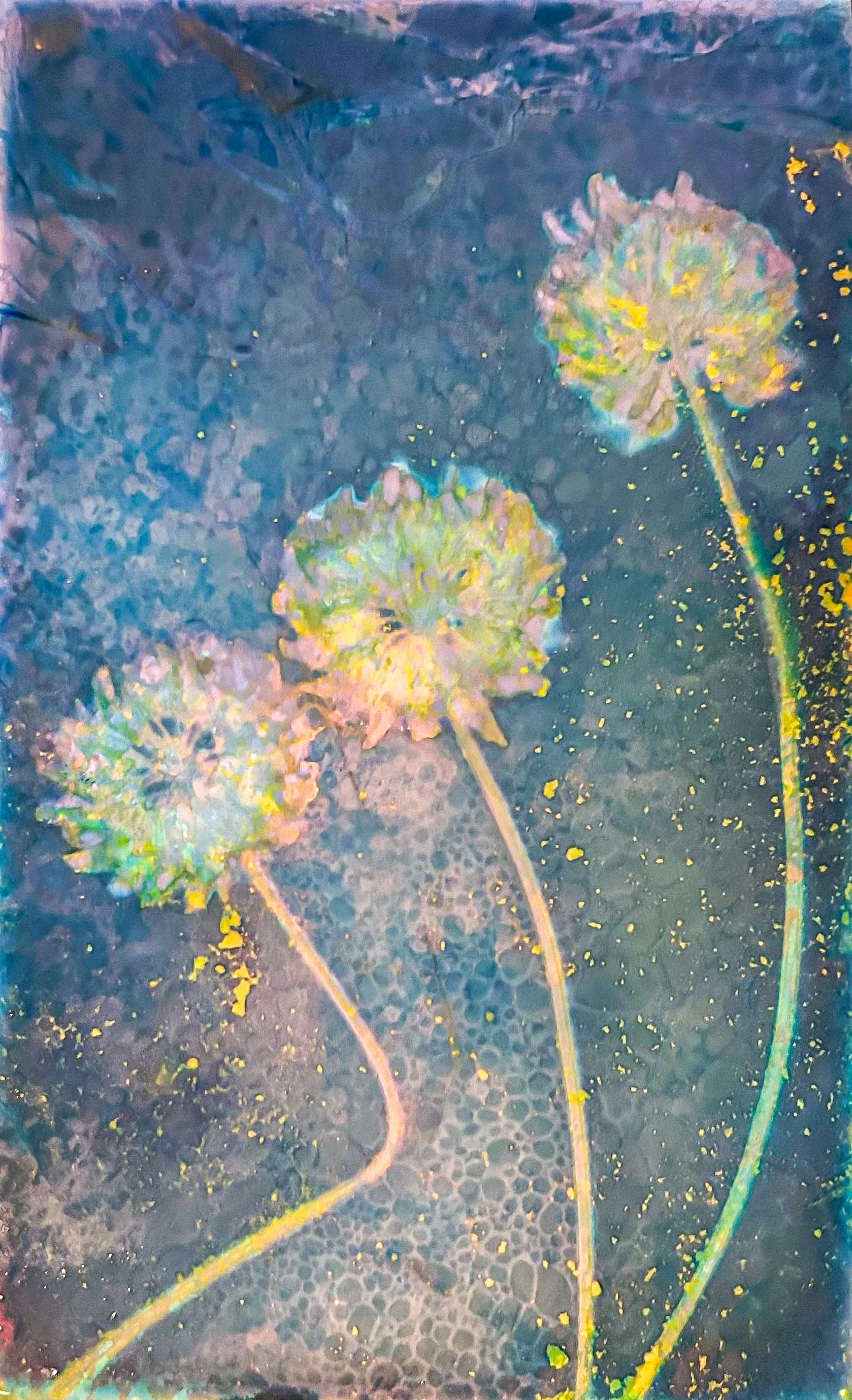White Clovers (Trifolium repens); 2025
