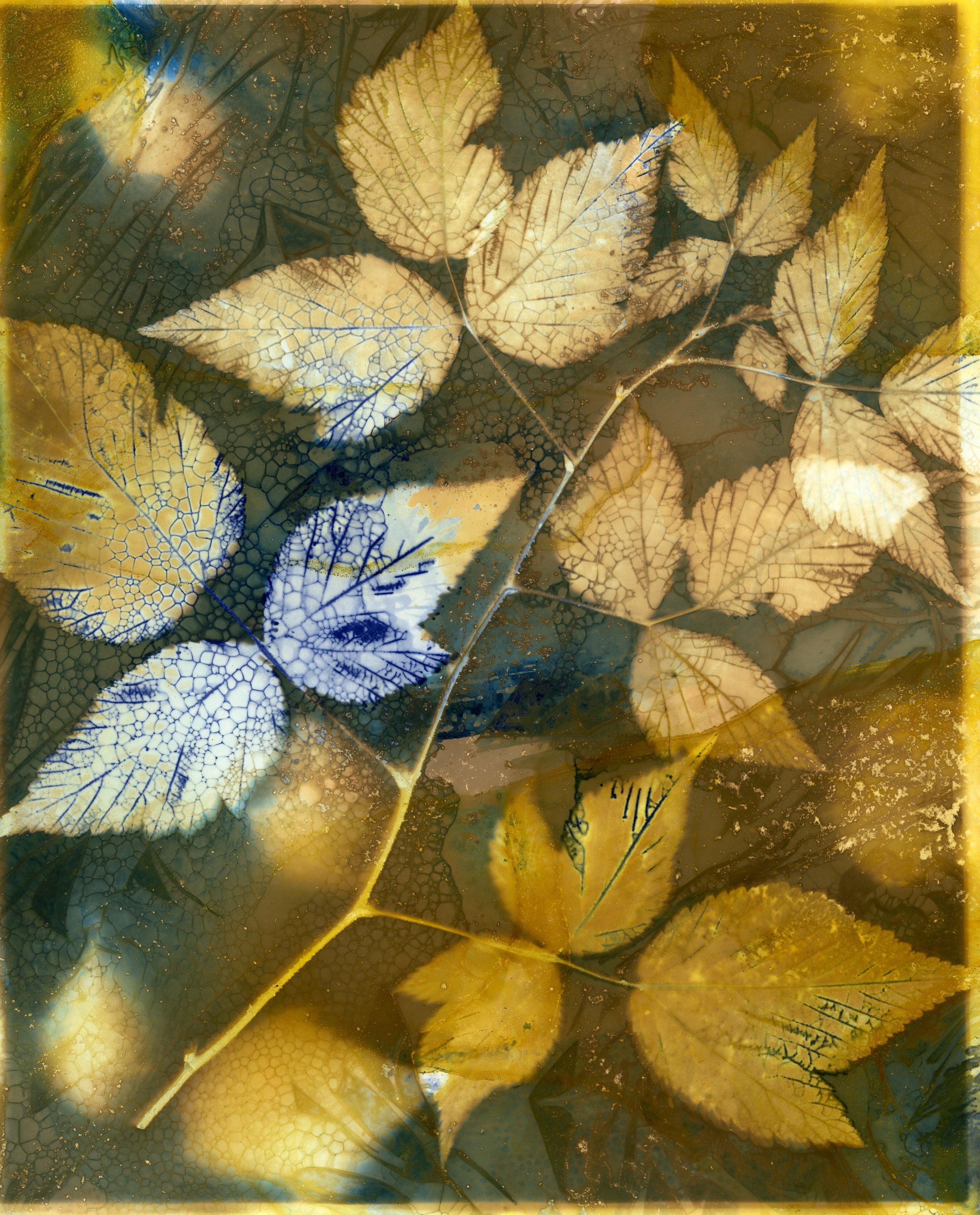 American Red Raspberry - Branch (Rubus strigosus); 2024