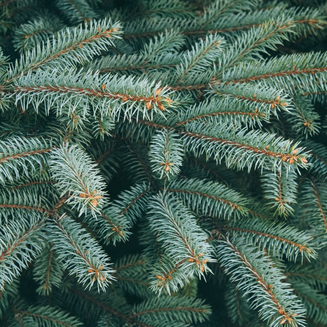 TURNING YOUR CHRISTMAS TREES INTO COMPOST 🎄

Christmas installation season is here&hellip; and so is the part nobody talks about:
✨ What happens to all those trees afterwards?

For the second year running, London florists, hotels, stores  and venues