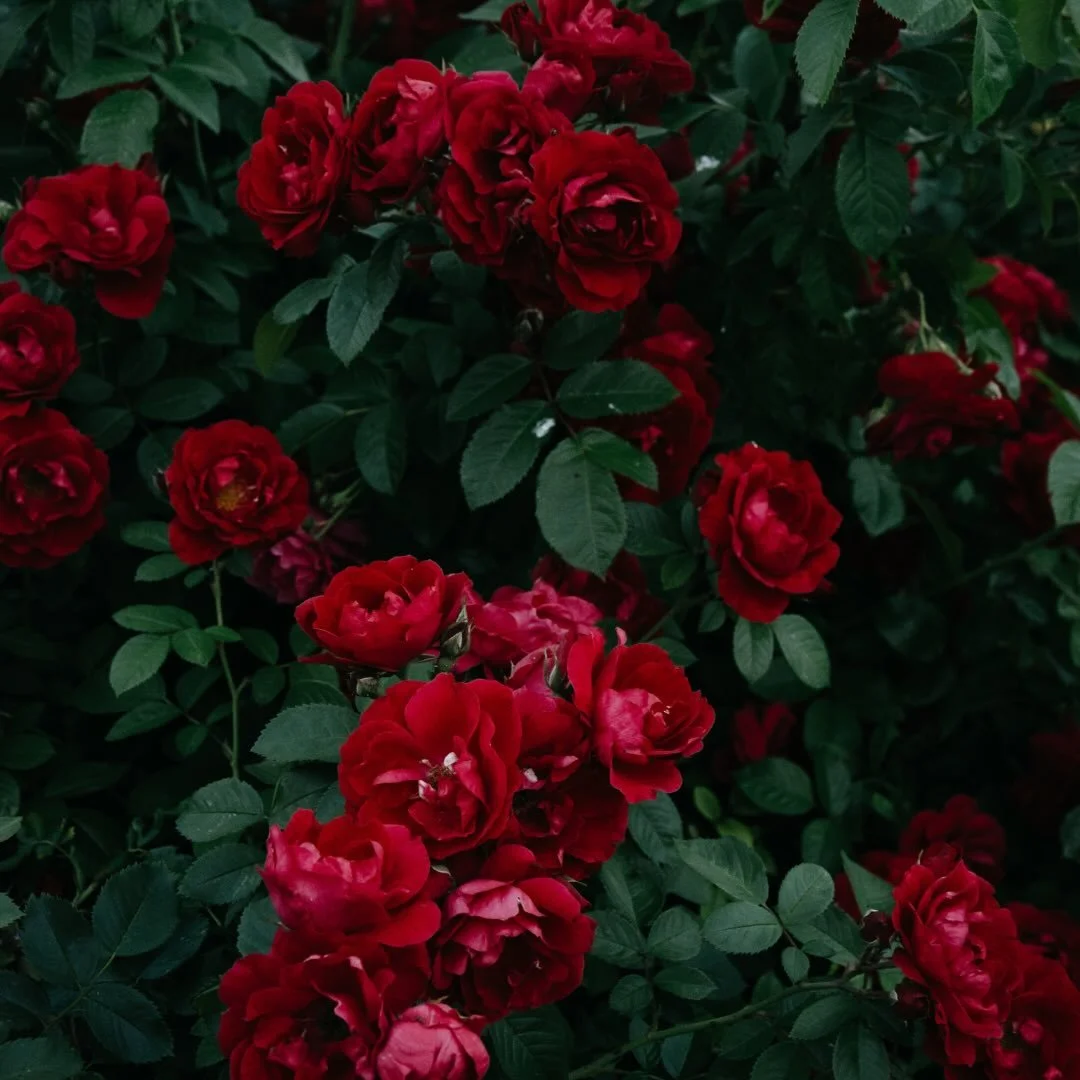 Valentine&rsquo;s Day isn&rsquo;t just a date in the calendar &mdash; it&rsquo;s one of the biggest moments of the year for florists across the UK.

Every February, millions of bouquets and roses are gifted, and customer demand reaches a peak. As bea