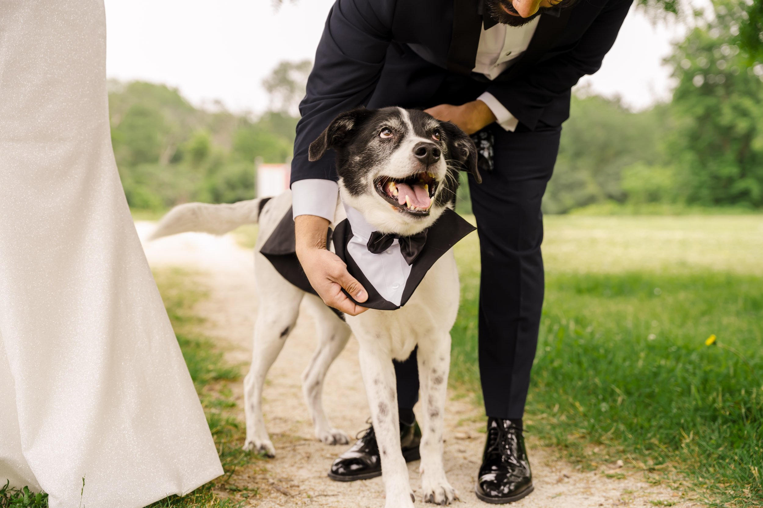 A pup gets some love from his parents on their Wedding Day in Des Plains, IL