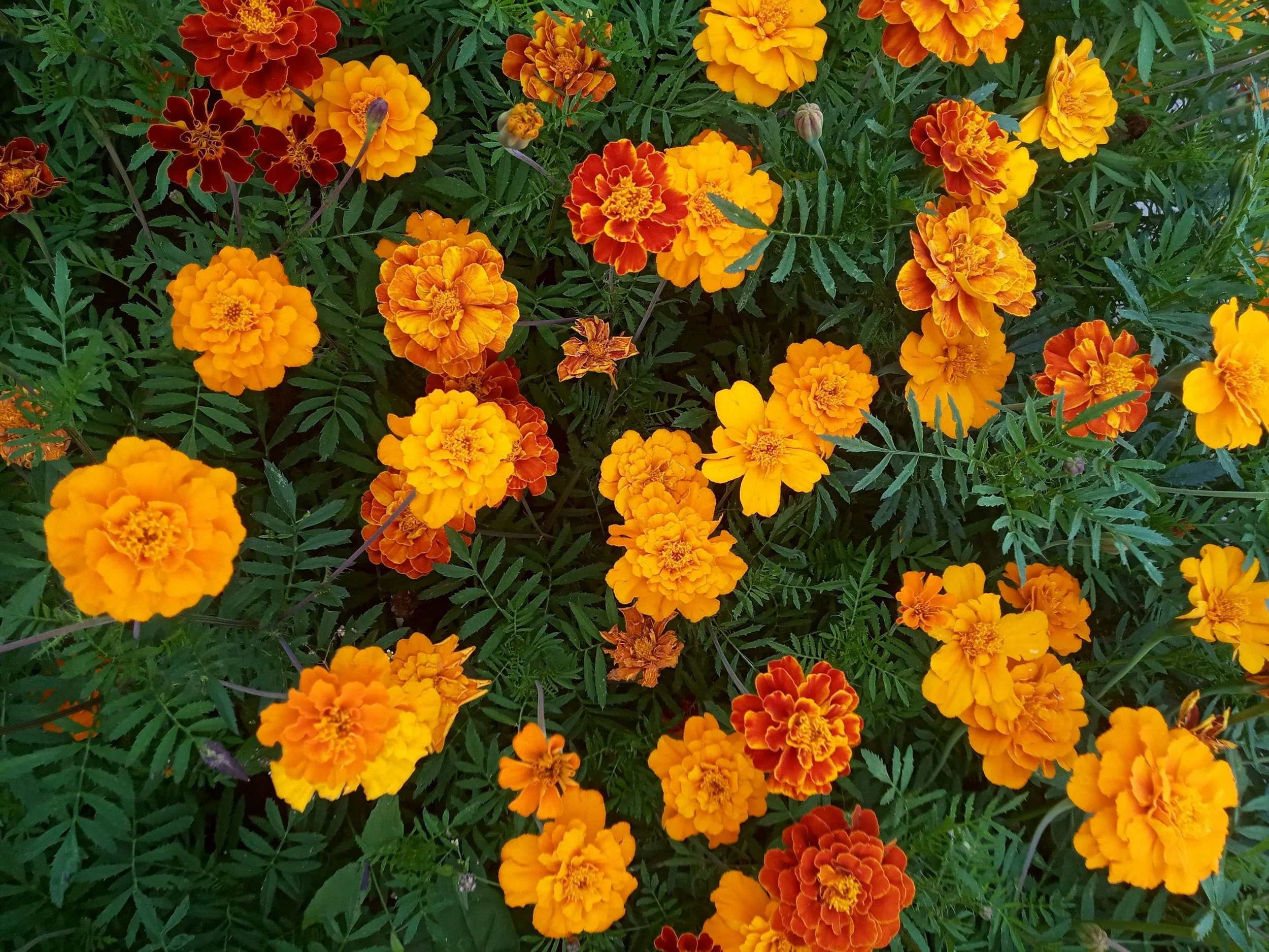 What to Expect When Visiting Murphy's Soil Yard for Your Landscaping Project