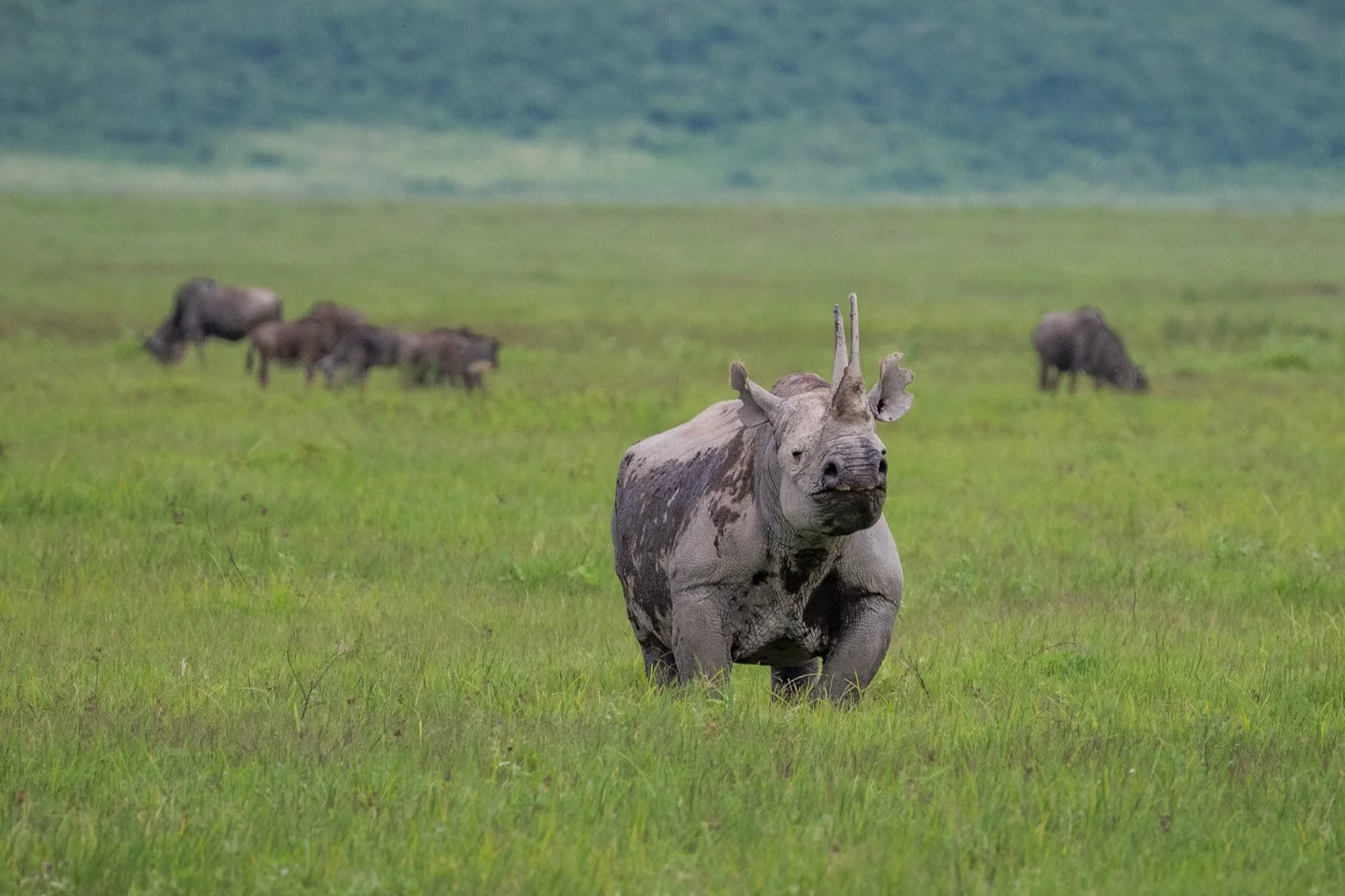 Tanzania Safari Rhino