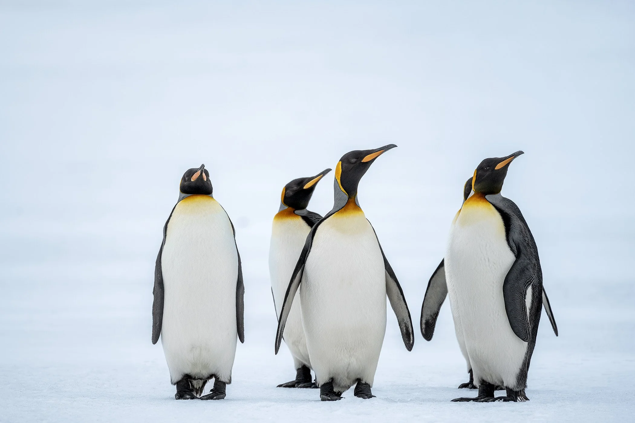 Falklands &amp; South Georgia.