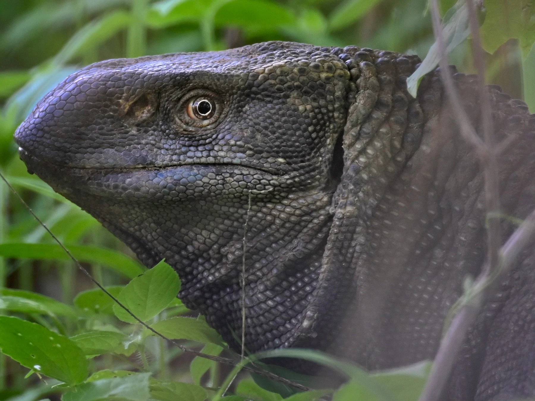 Monitor Lizard Zambia