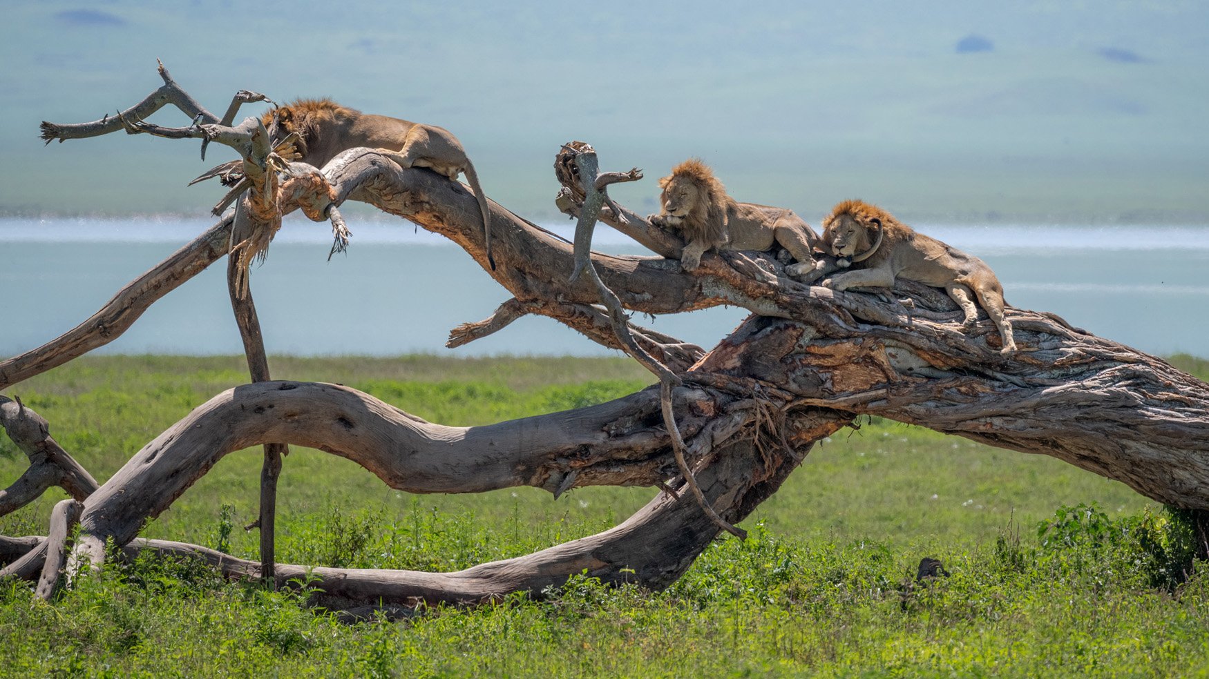 Tanzania Safari Lions
