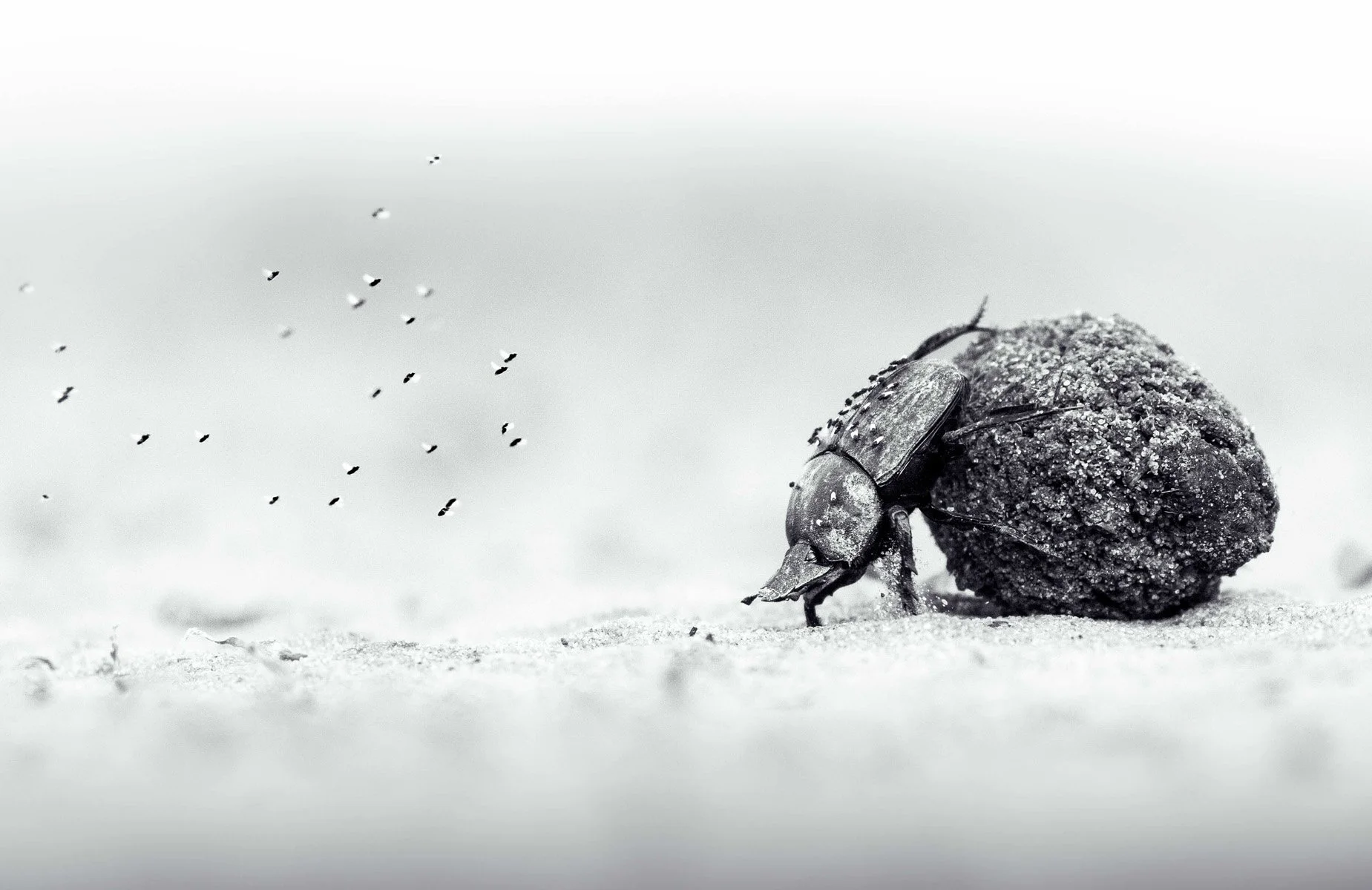 Young Wildlife Photographer of the Year 2026