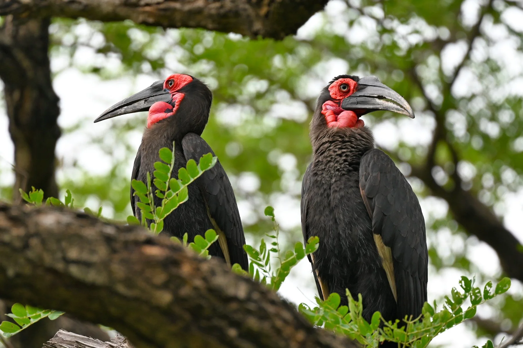 Zambia Ground Hornbills