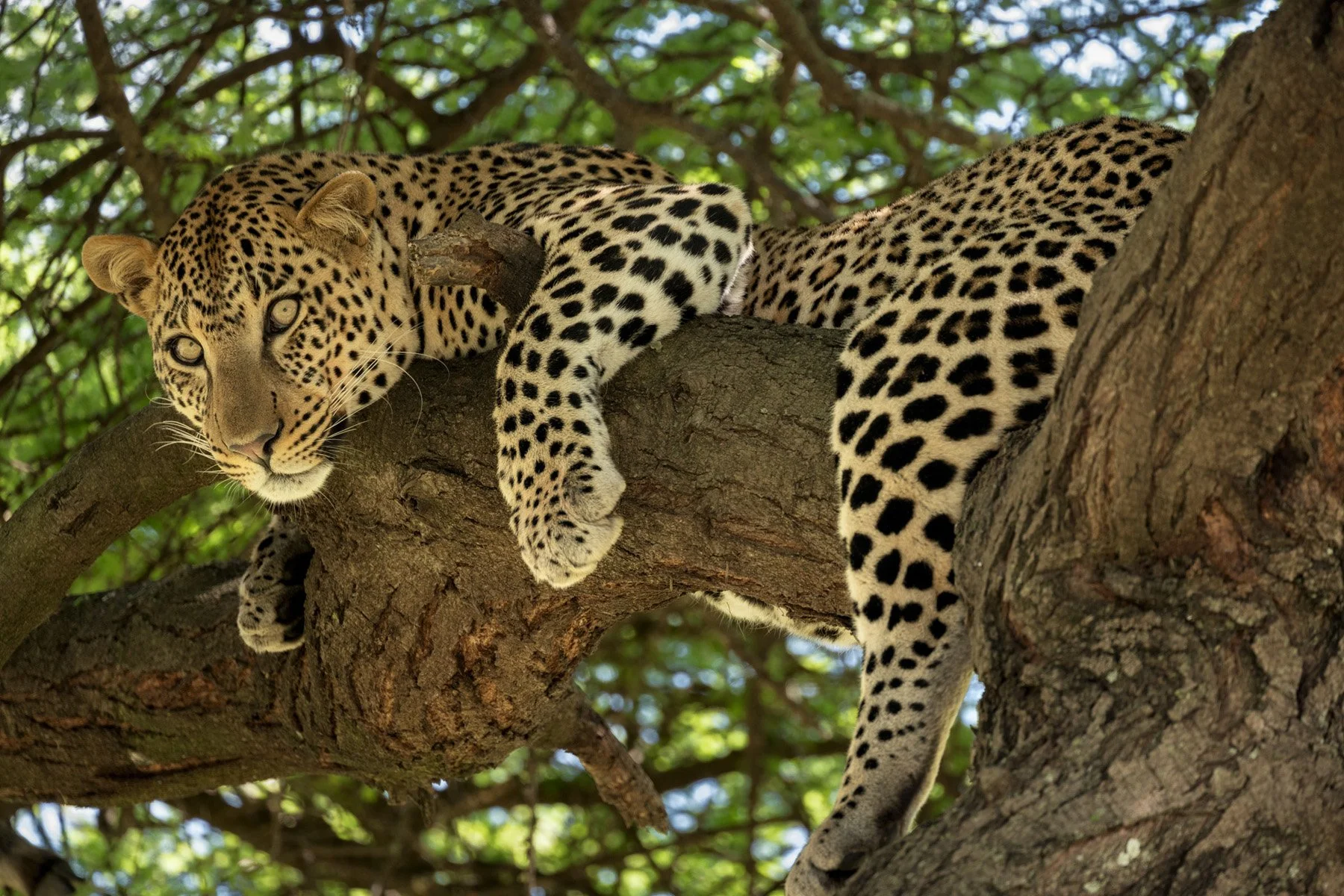 Tanzania Leopard Tree
