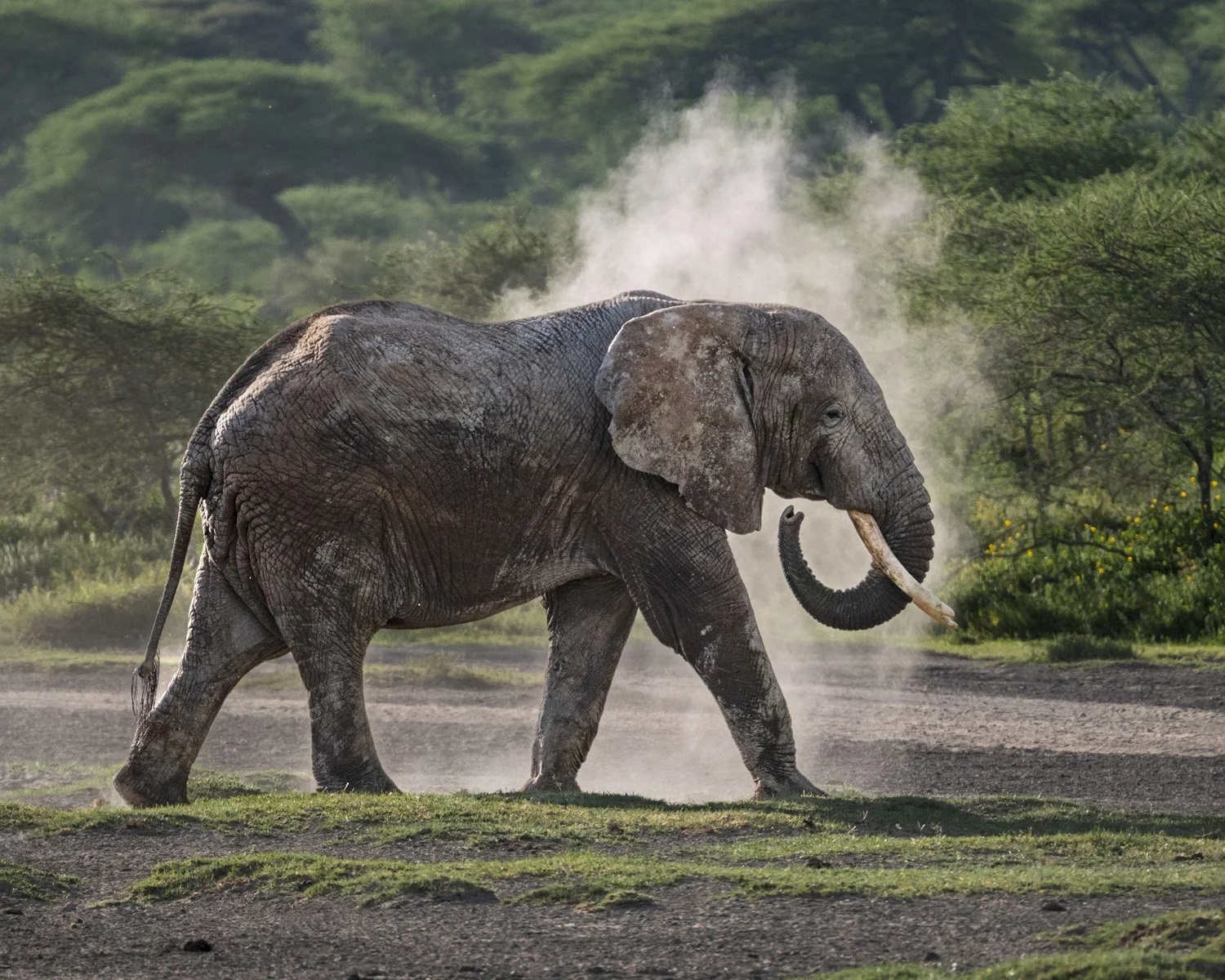Tanzania Elephant