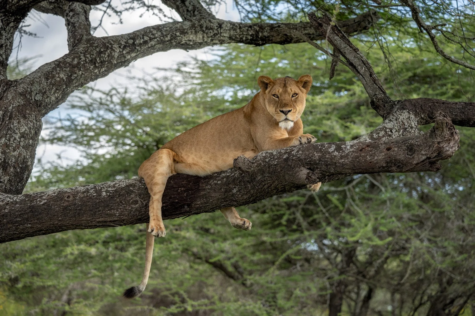 Tanzania Lion Tree
